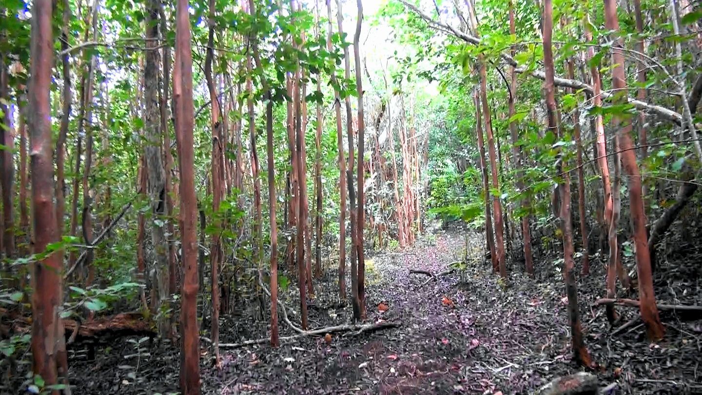 Nuʻalolo Trail in Waimea, Kaua‘i photo 6