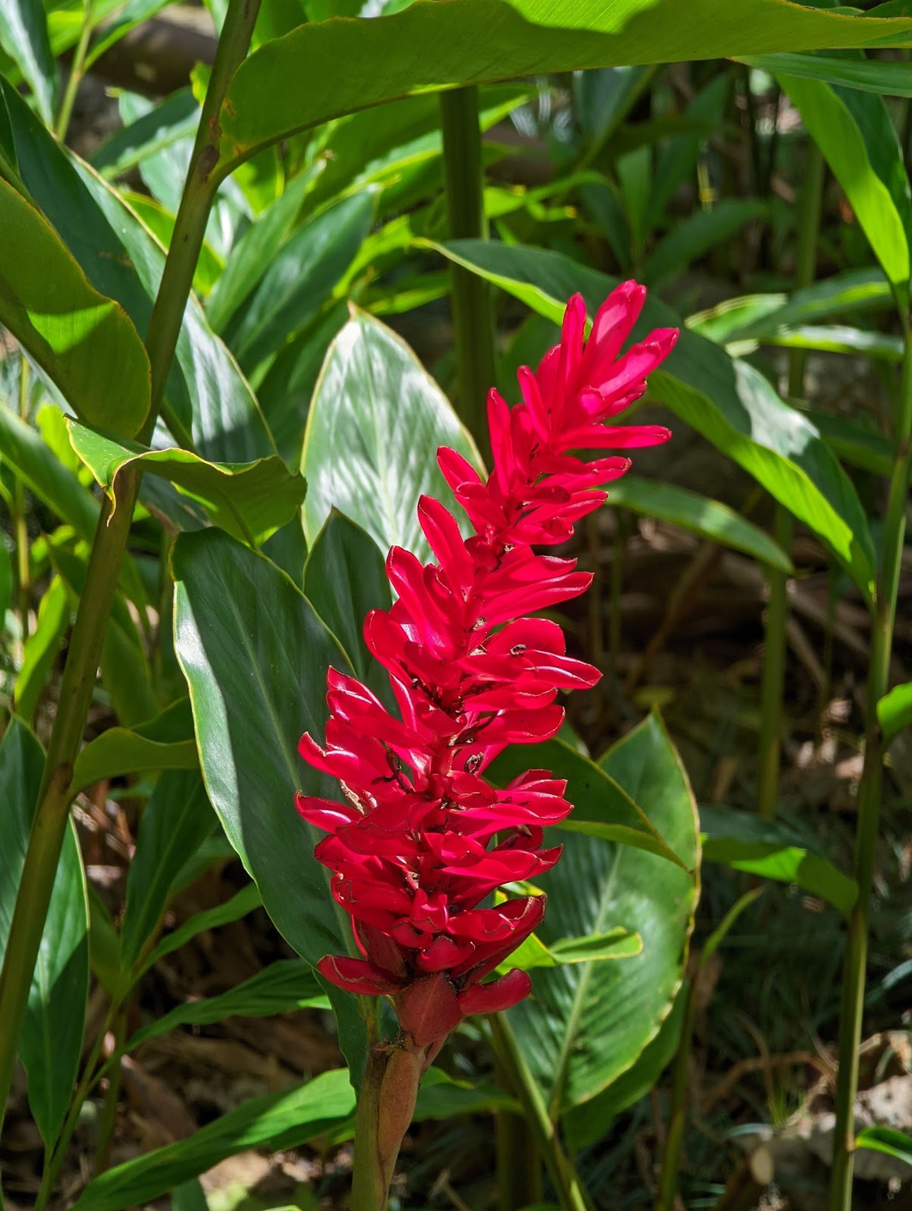Photo 9 of Waimea Botanical Garden in Pūpūkea, Oahu