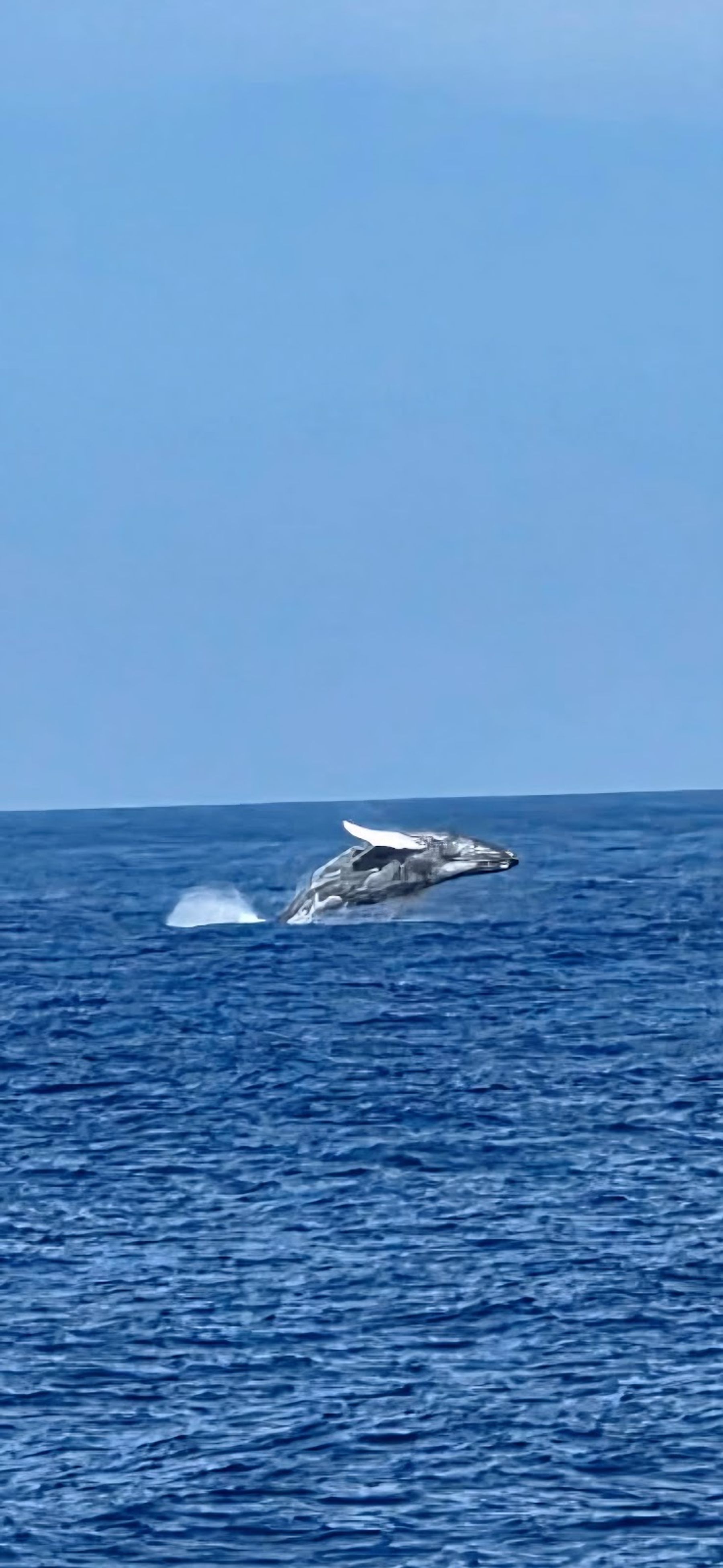 Photo 5 of Ocean Encounters in Kailua-Kona, Big Island