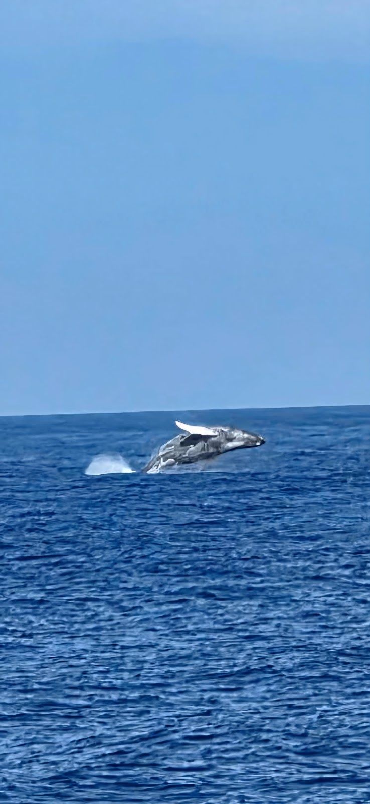 Photo 5 of Ocean Encounters in Kailua-Kona, Big Island
