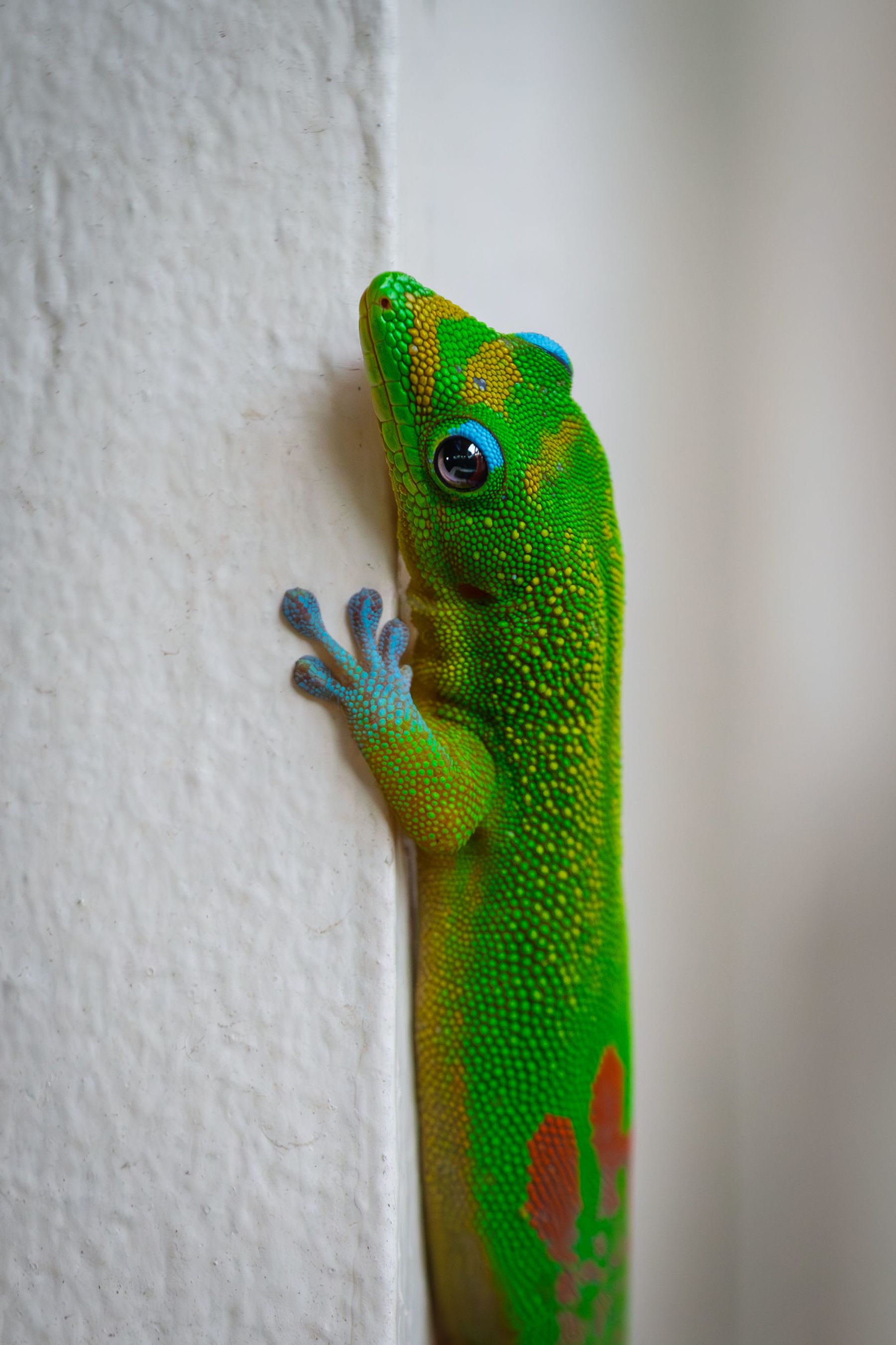 Bright green Hawaiian day gecko with blue toes clinging to a white textured wall, captured in close-up with sharp eye detail.