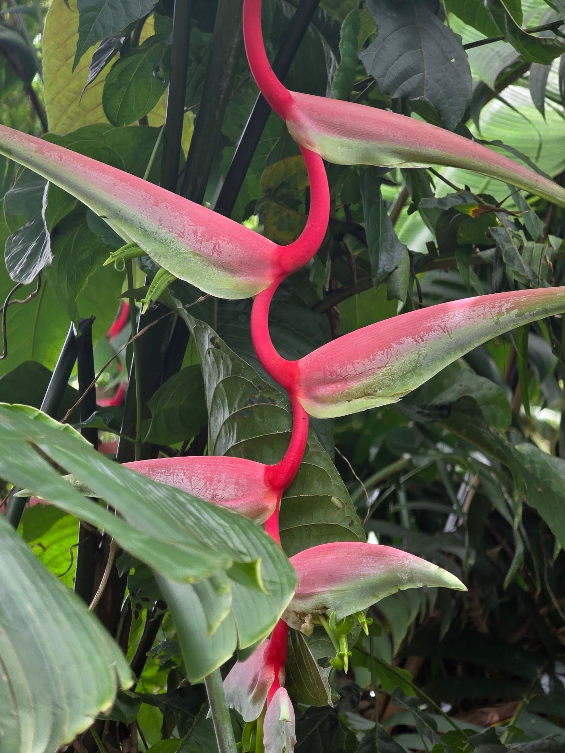 Photo 8 of Hoʻomaluhia Botanical Garden in Kāneʻohe, Oahu