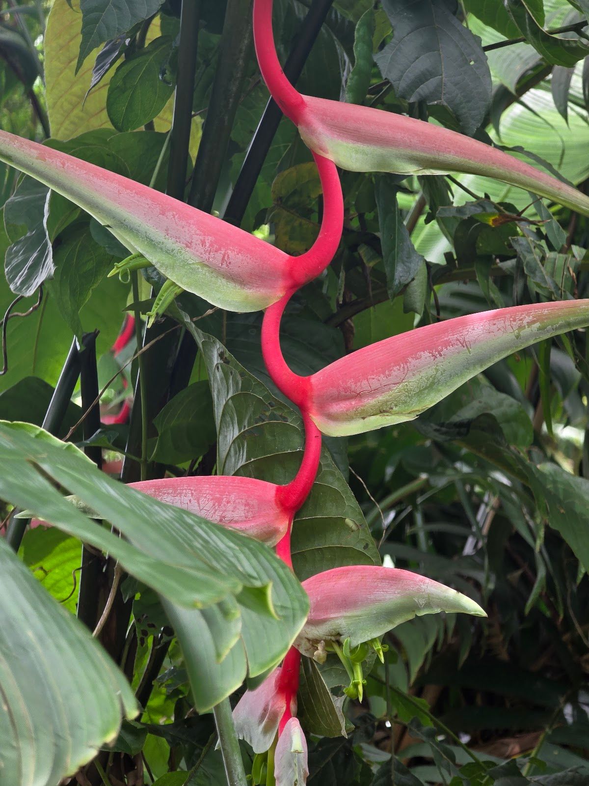 Photo 8 of Hoʻomaluhia Botanical Garden in Kāneʻohe, Oahu