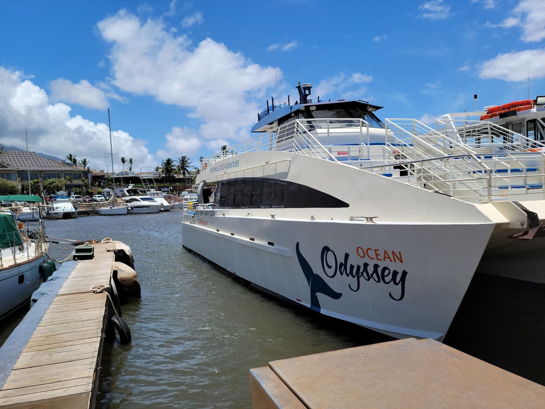 Photo 6 of PacWhale Eco-Adventures in Māʻalaea, Maui