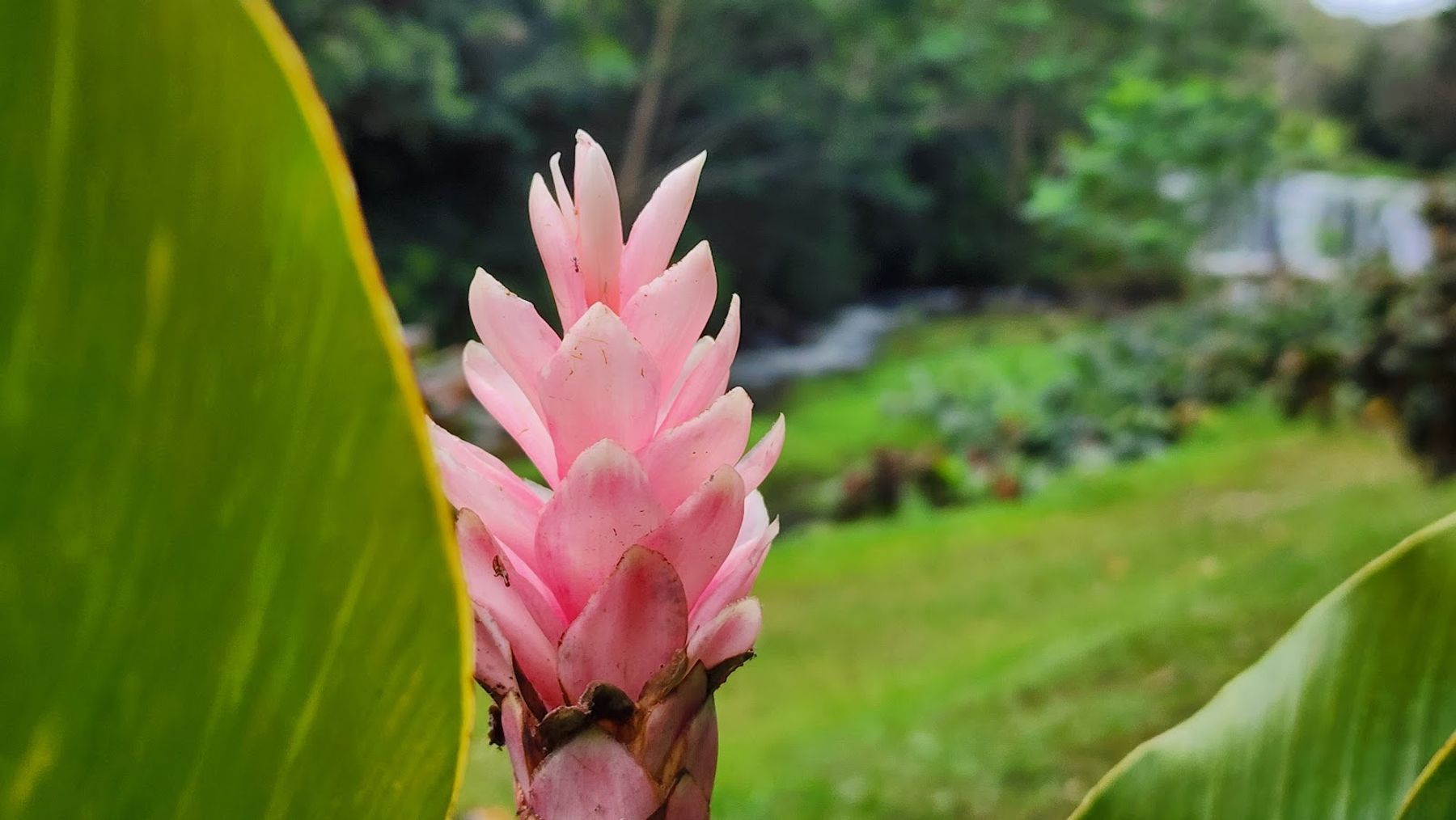 Wai Koa Loop Trail in Kīlauea, Kaua‘i photo 8