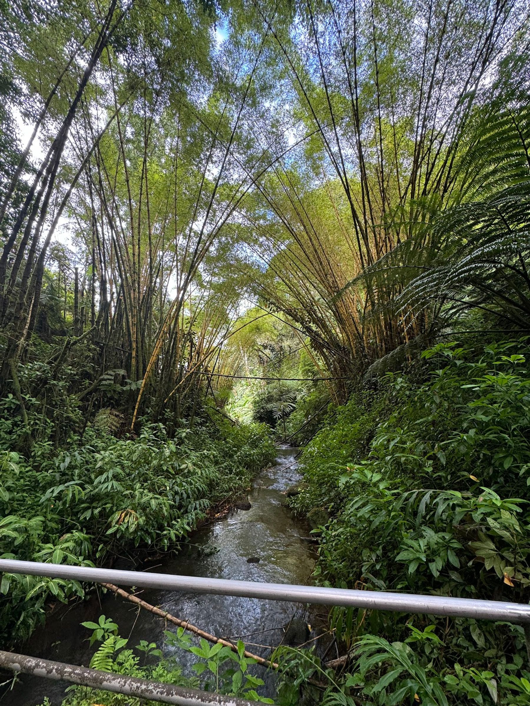 Photo 6 of ‘Akaka Falls in Greater Hilo, Big Island