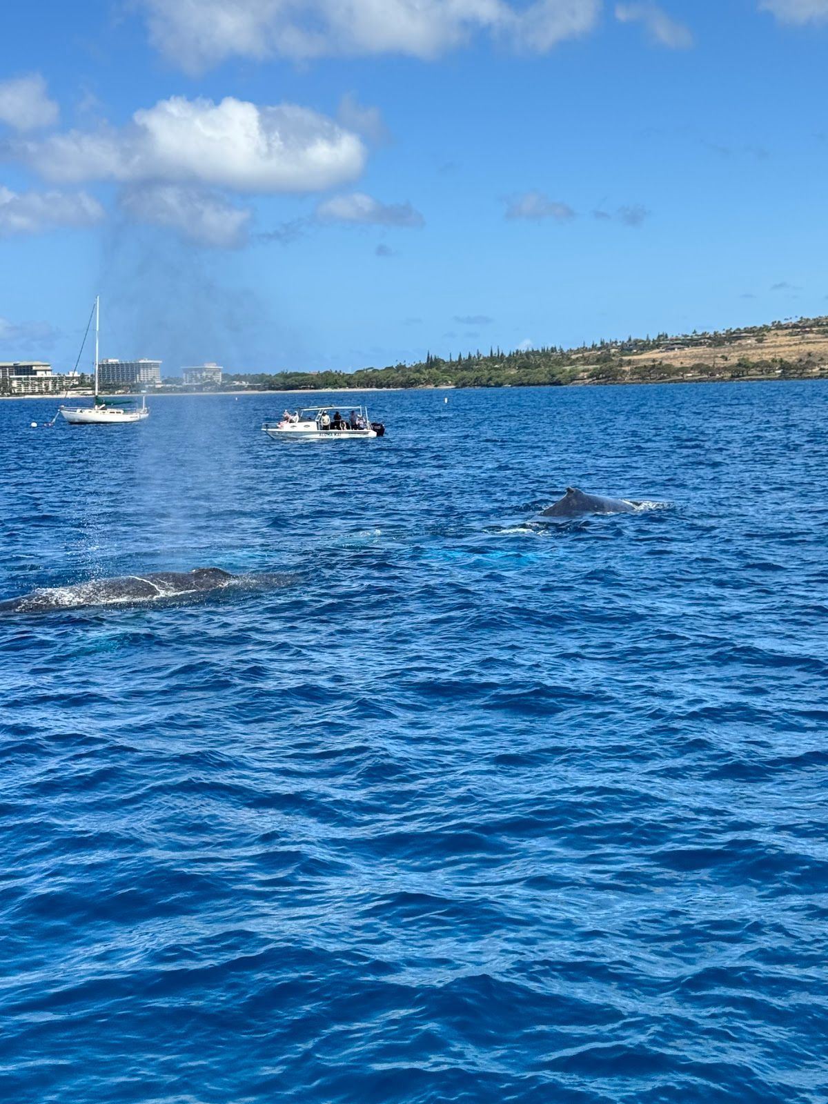 Photo 1 of Teralani Sailing Adventures in Kāʻanapali, Maui