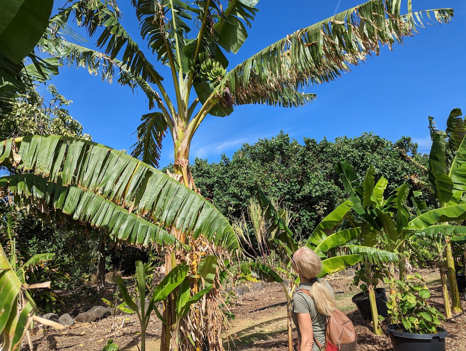 Photo 8 of Maui Nui Botanical Gardens in Kahului, Maui