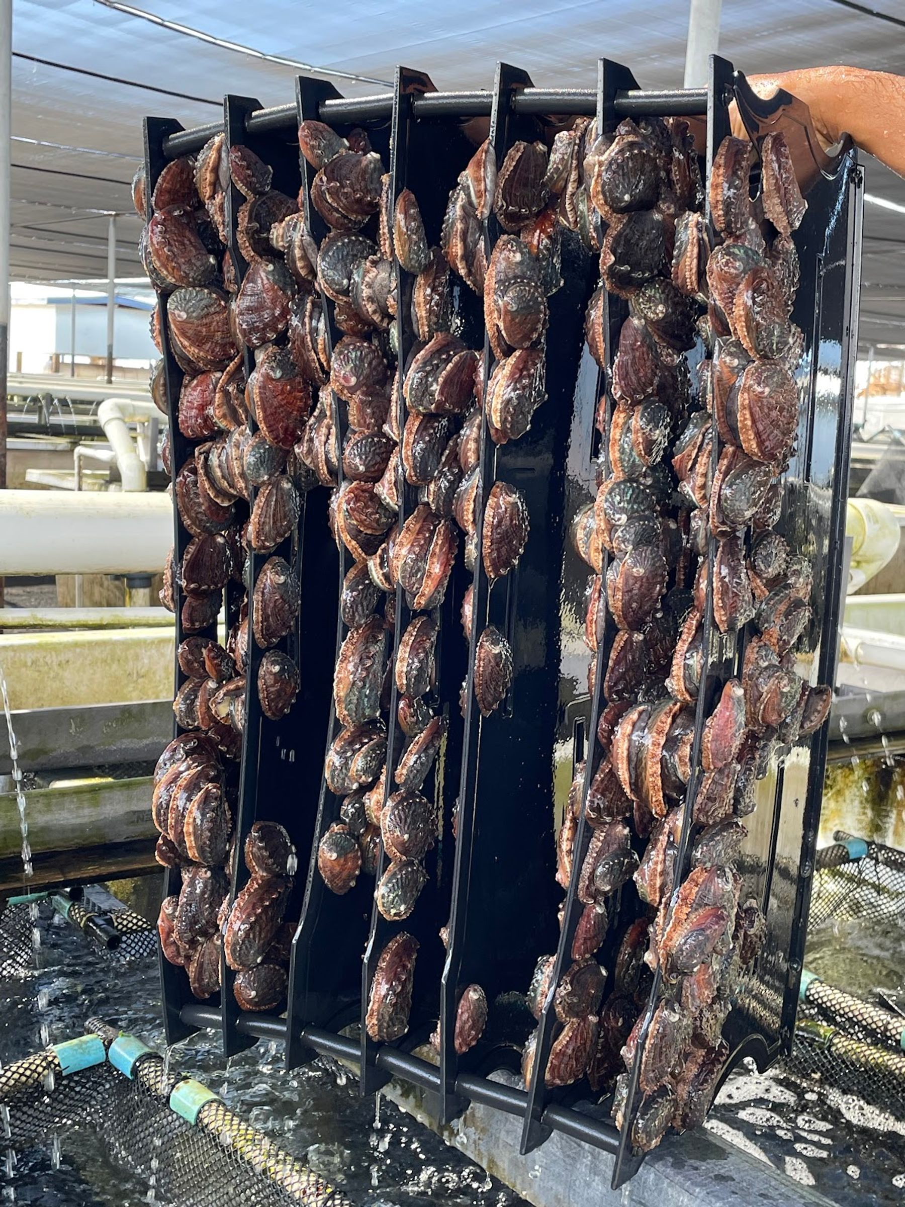Photo 8 of Big Island Abalone (Kona Aquaculture Inc) in Kailua-Kona, Big Island