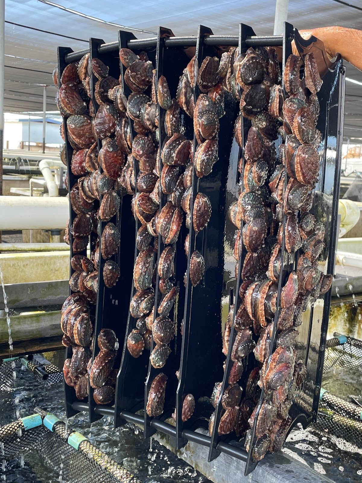 Photo 8 of Big Island Abalone (Kona Aquaculture Inc) in Kailua-Kona, Big Island