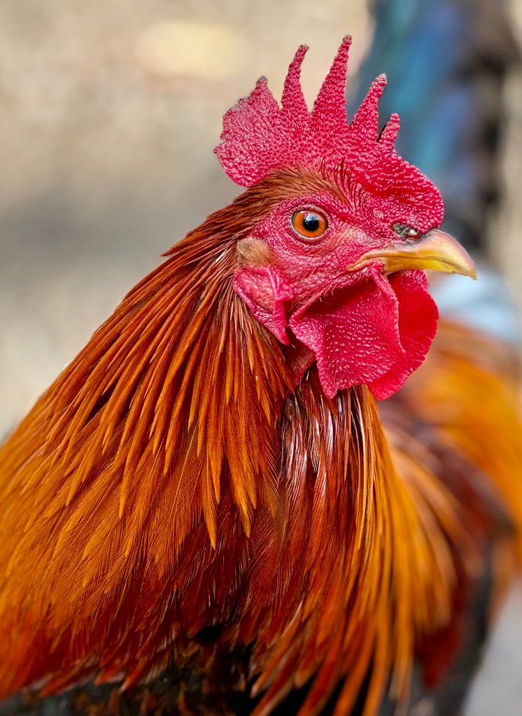 Close-up portrait of a Kauaʻi rooster with bright red comb and warm brown feathers against a blurred background