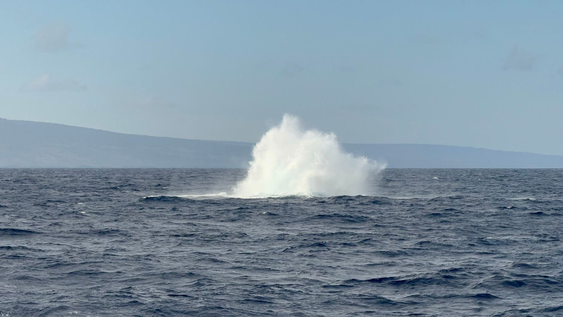 Photo 2 of PacWhale Eco-Adventures in Māʻalaea, Maui