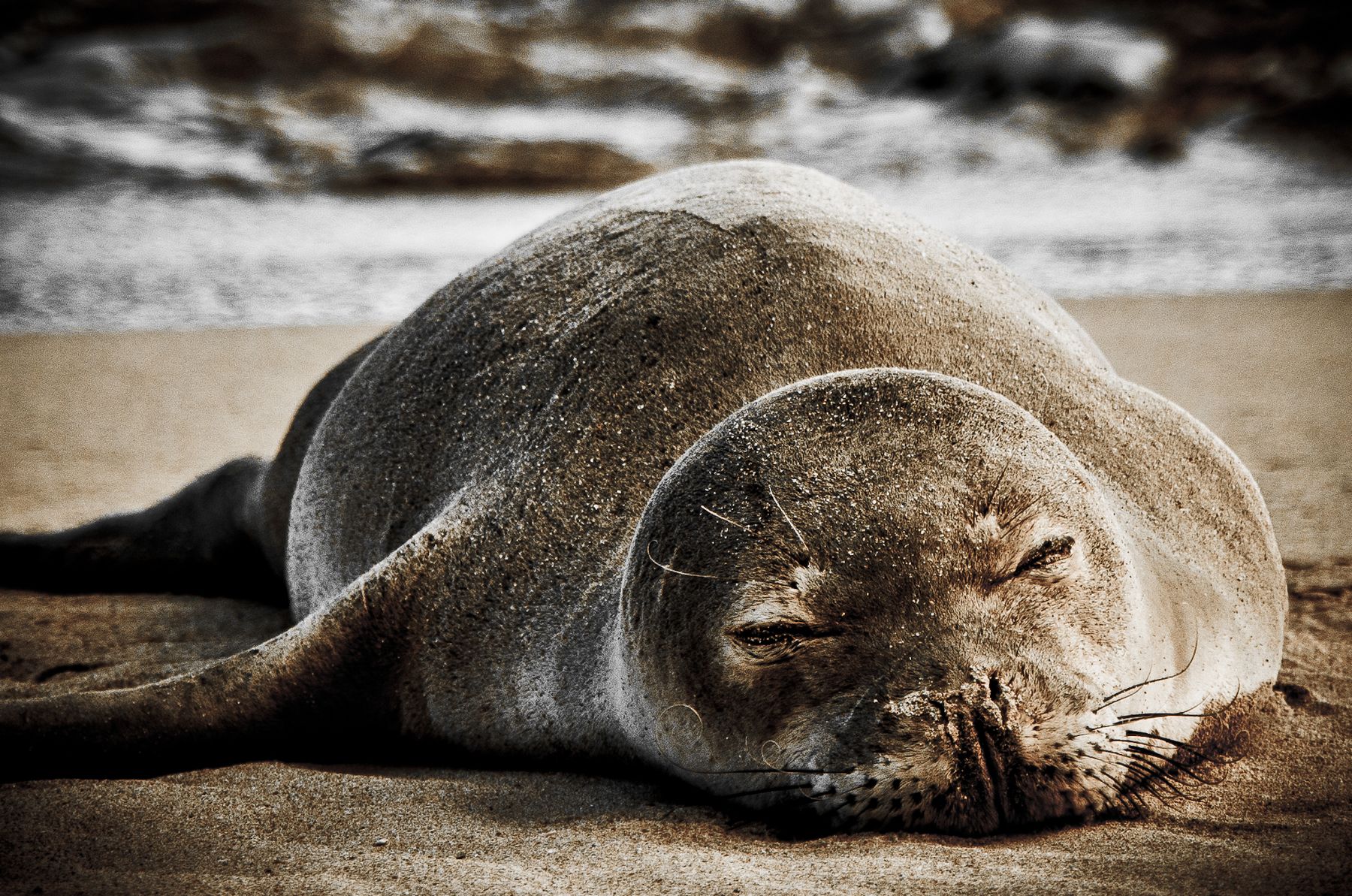 Hawaiian monk seal resting on dark sand with gentle waves blurred in the background