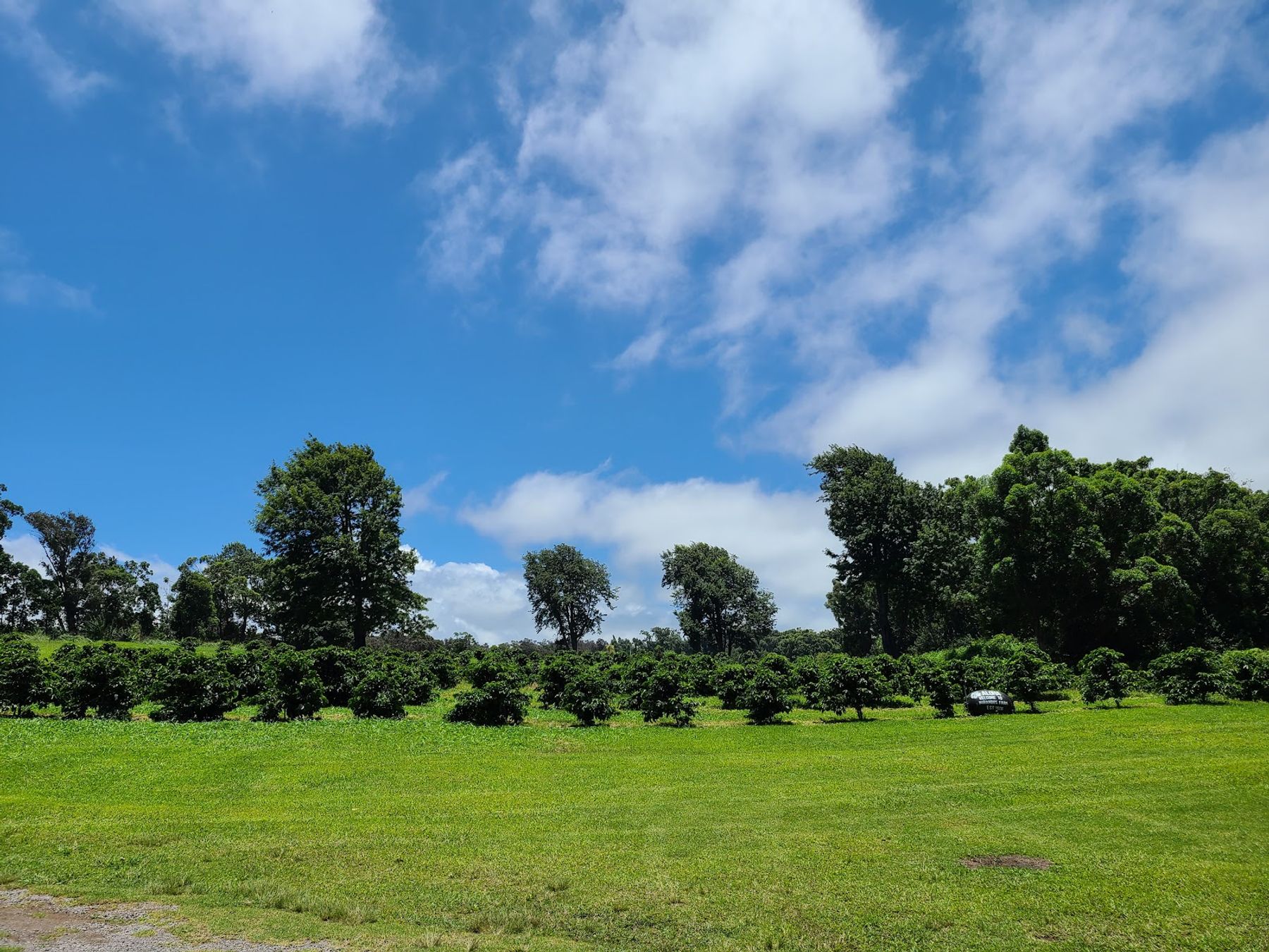 Photo 8 of Miranda's Farms Coffee Shop in South Point, Big Island