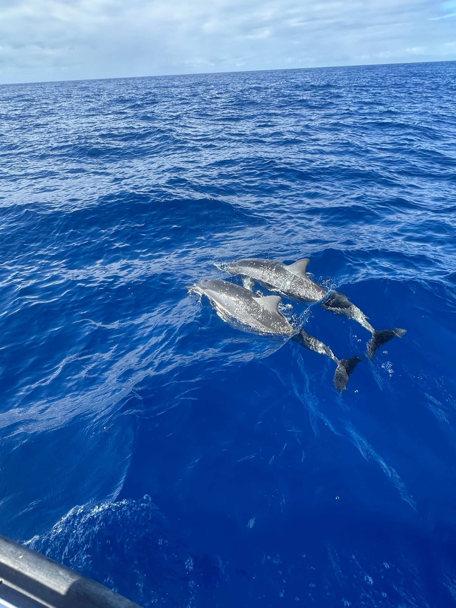 Photo 7 of Maui Ocean Adventures in Lāhainā, Maui