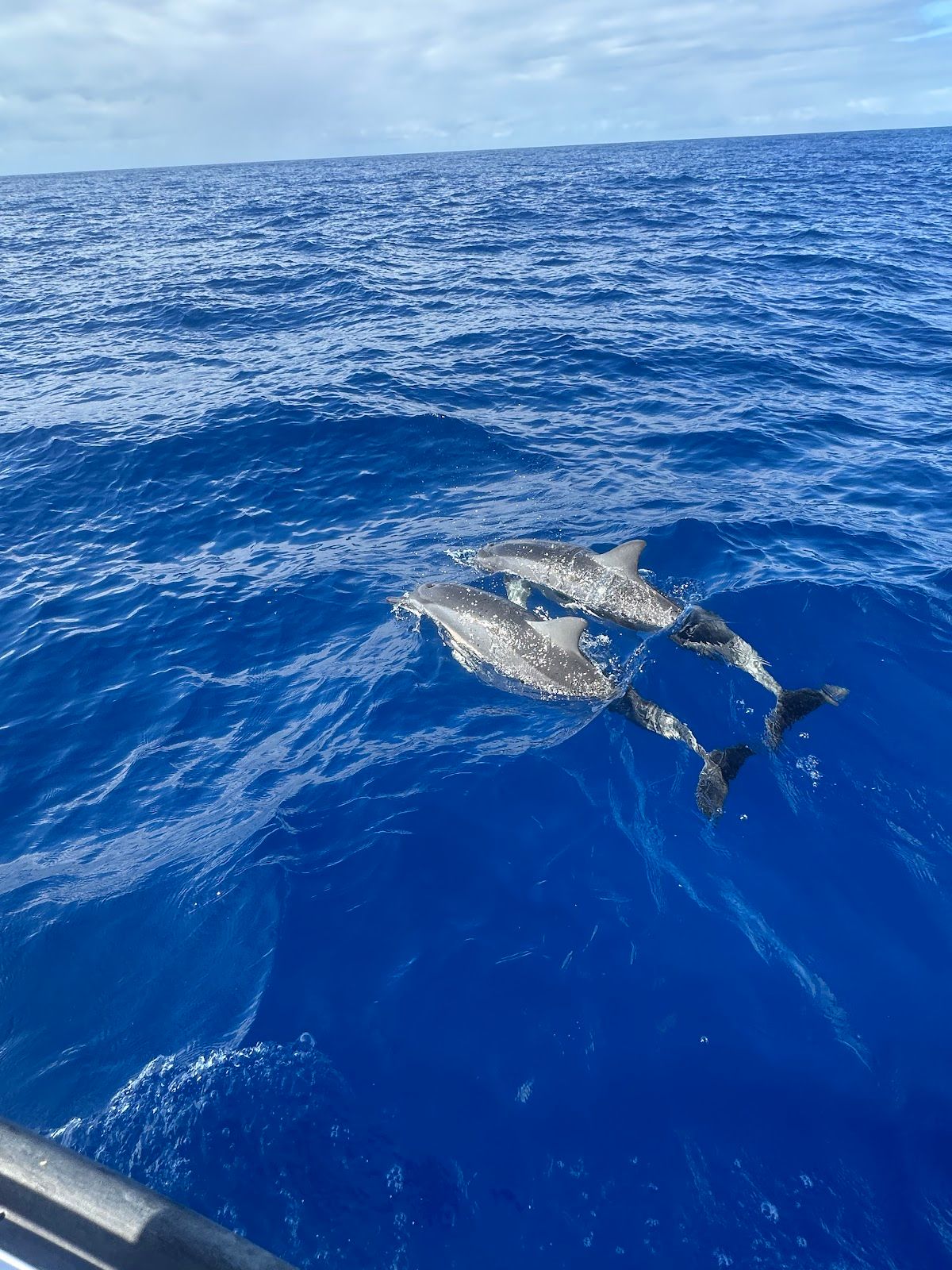 Photo 7 of Maui Ocean Adventures in Lāhainā, Maui