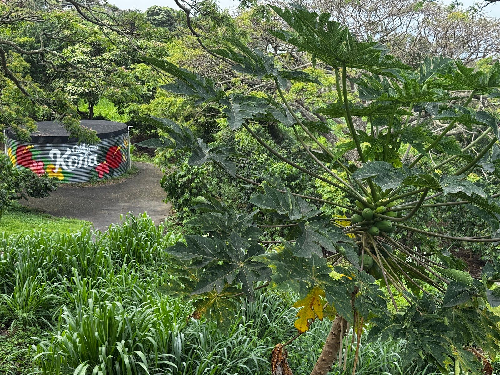Photo 9 of Rising Kona Coffee Farm Tours in Hōlualoa, Big Island