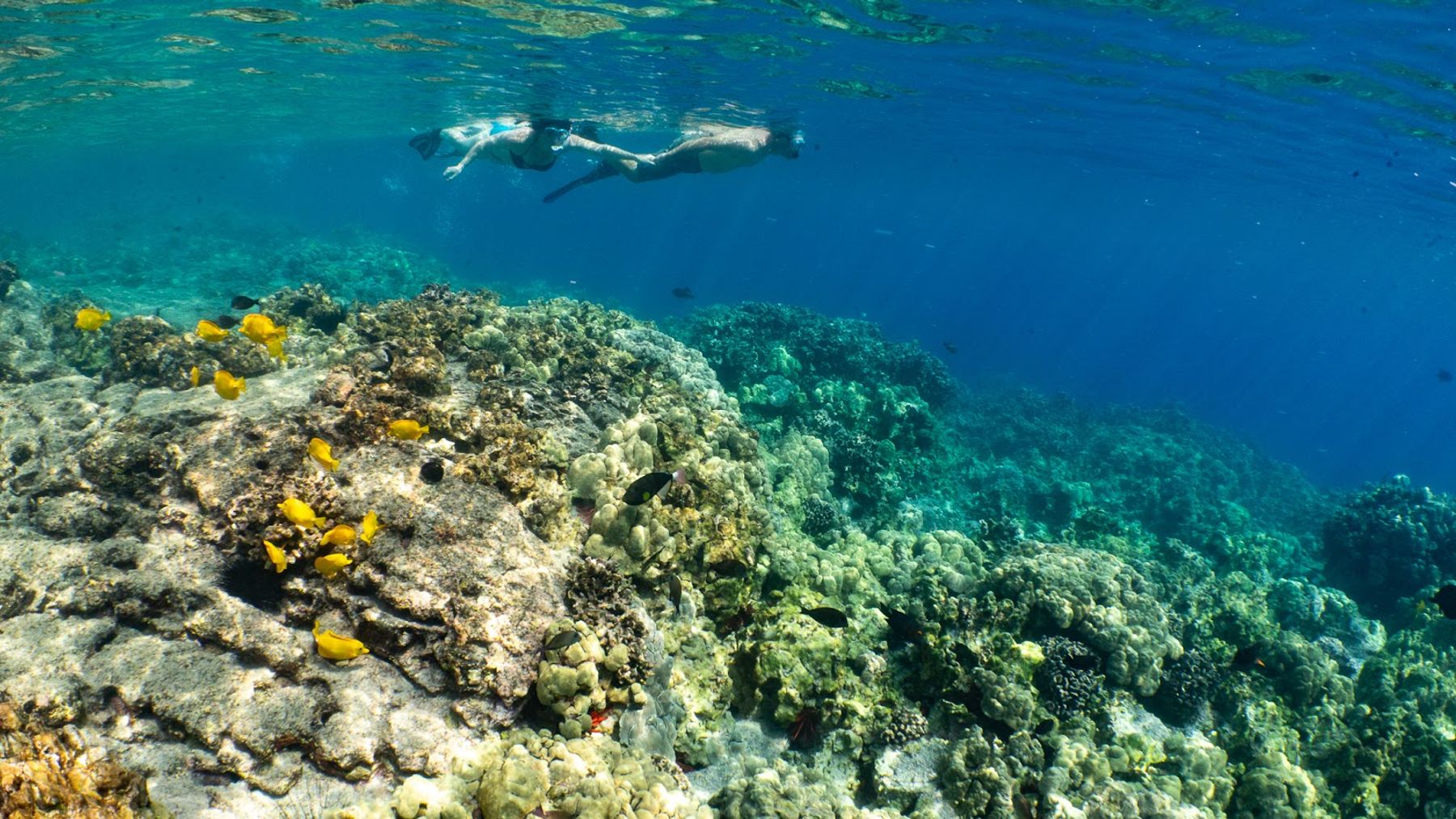 Photo 4 of Kona Snorkel Trips in Kailua-Kona, Big Island