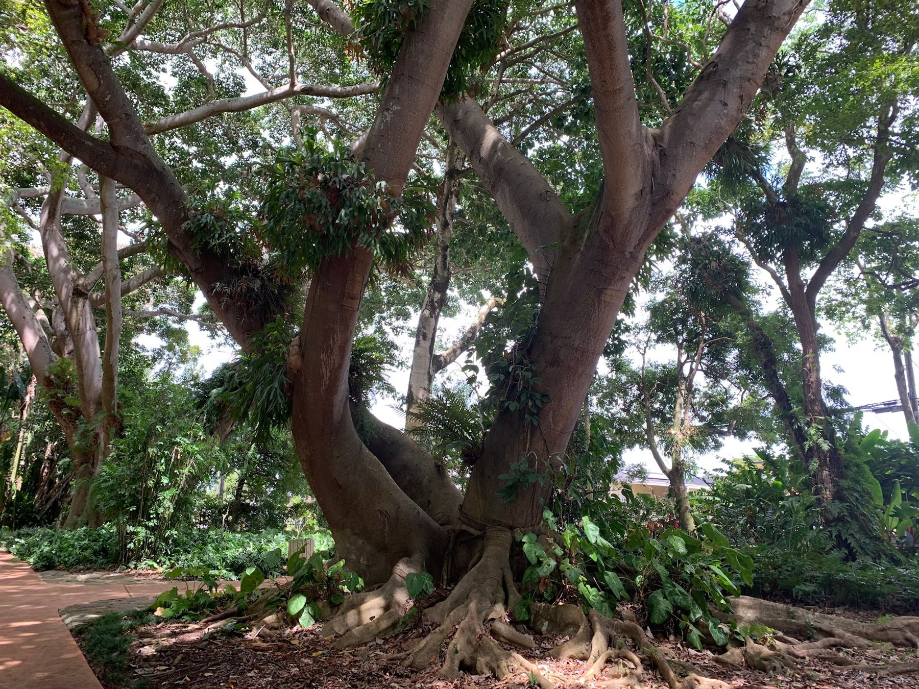 Photo 4 of Wahiawā Botanical Garden in Wahiawā, Oahu