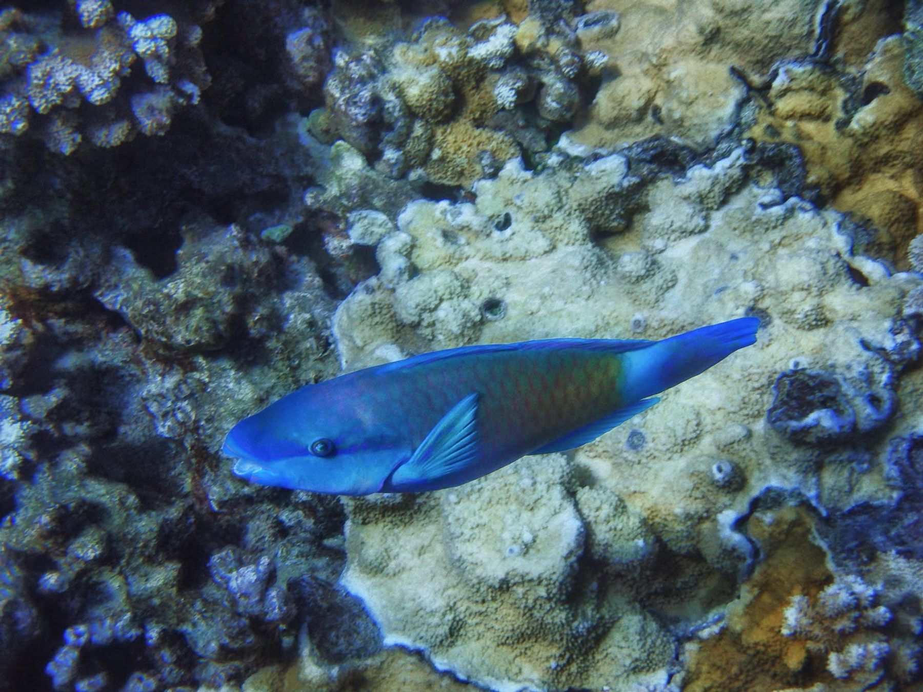 Photo 7 of Malolo Molokini Snorkeling Tours in Māʻalaea, Maui