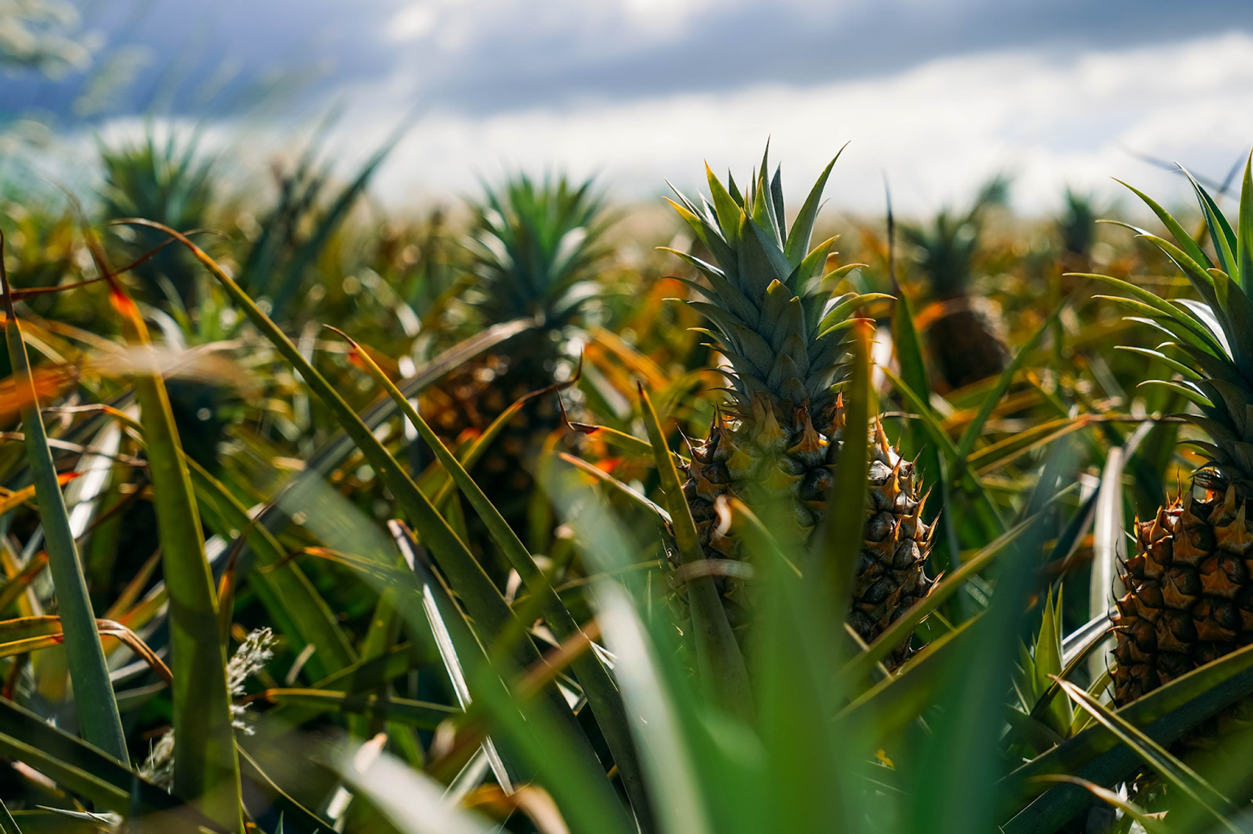 Photo 1 of Maui Gold Pineapple in Makawao & Pukalani, Maui