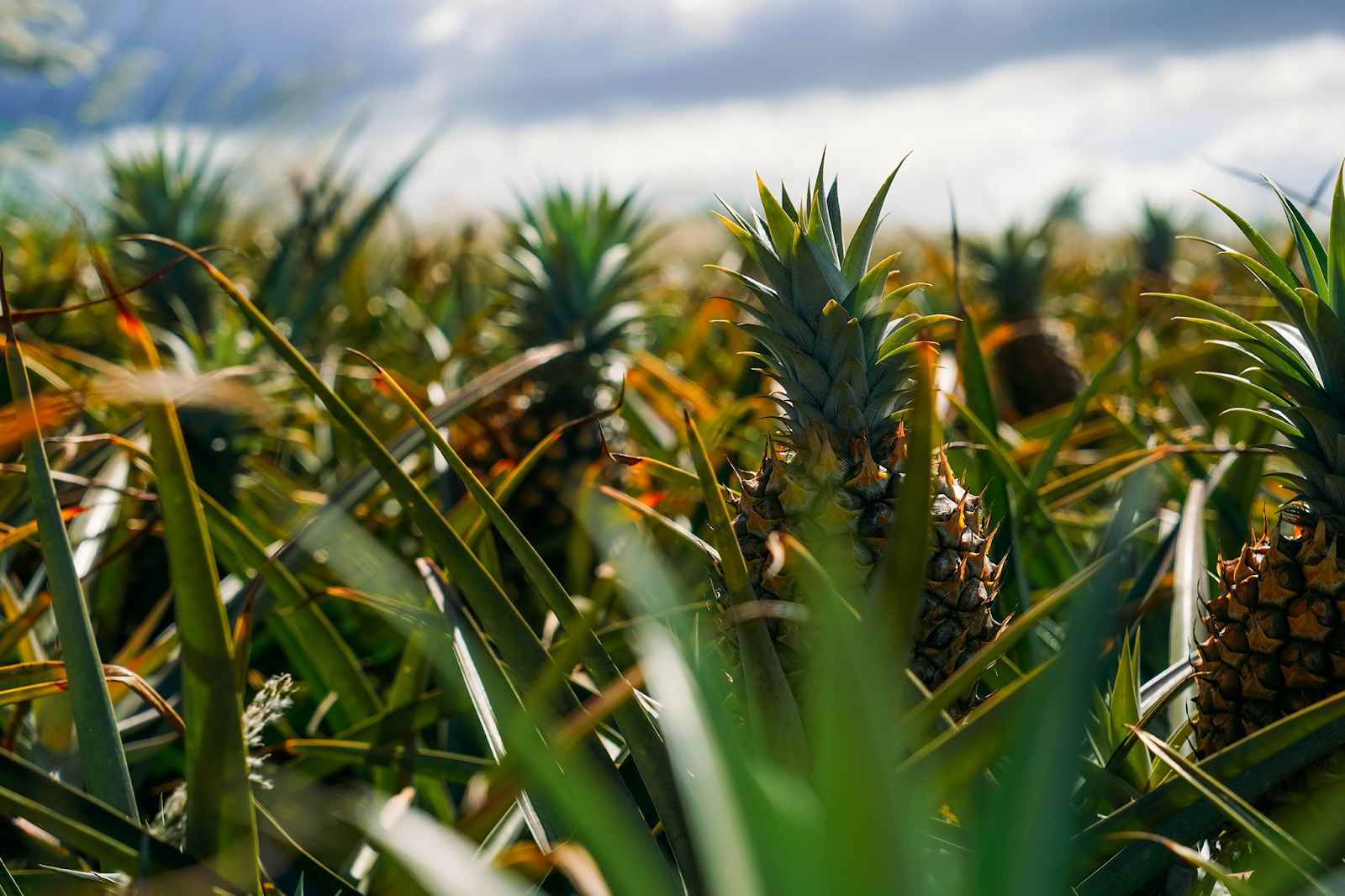 Photo 1 of Maui Gold Pineapple in Makawao & Pukalani, Maui