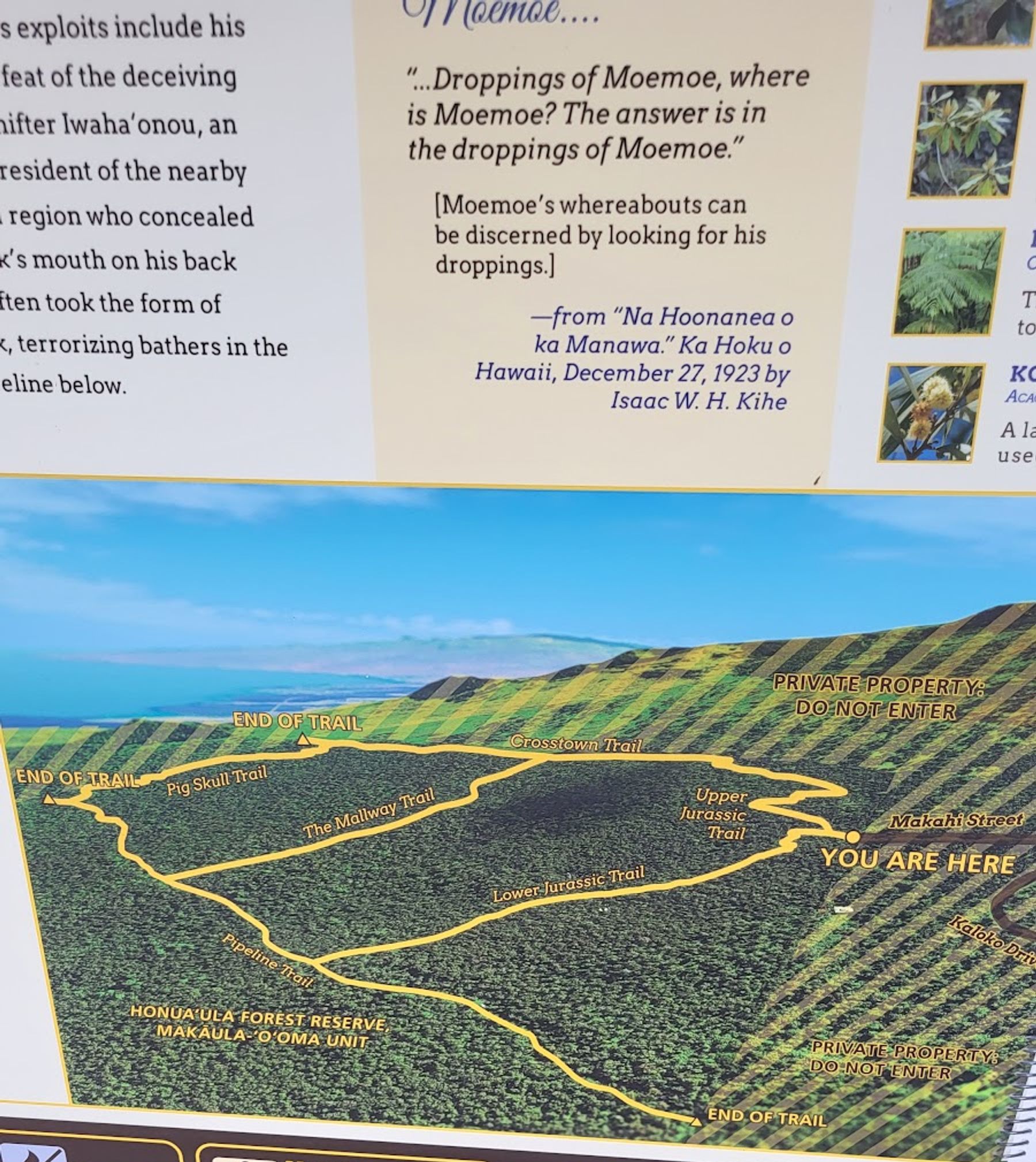Photo 9 of Makaula 'O'oma Trail in Hōlualoa, Big Island