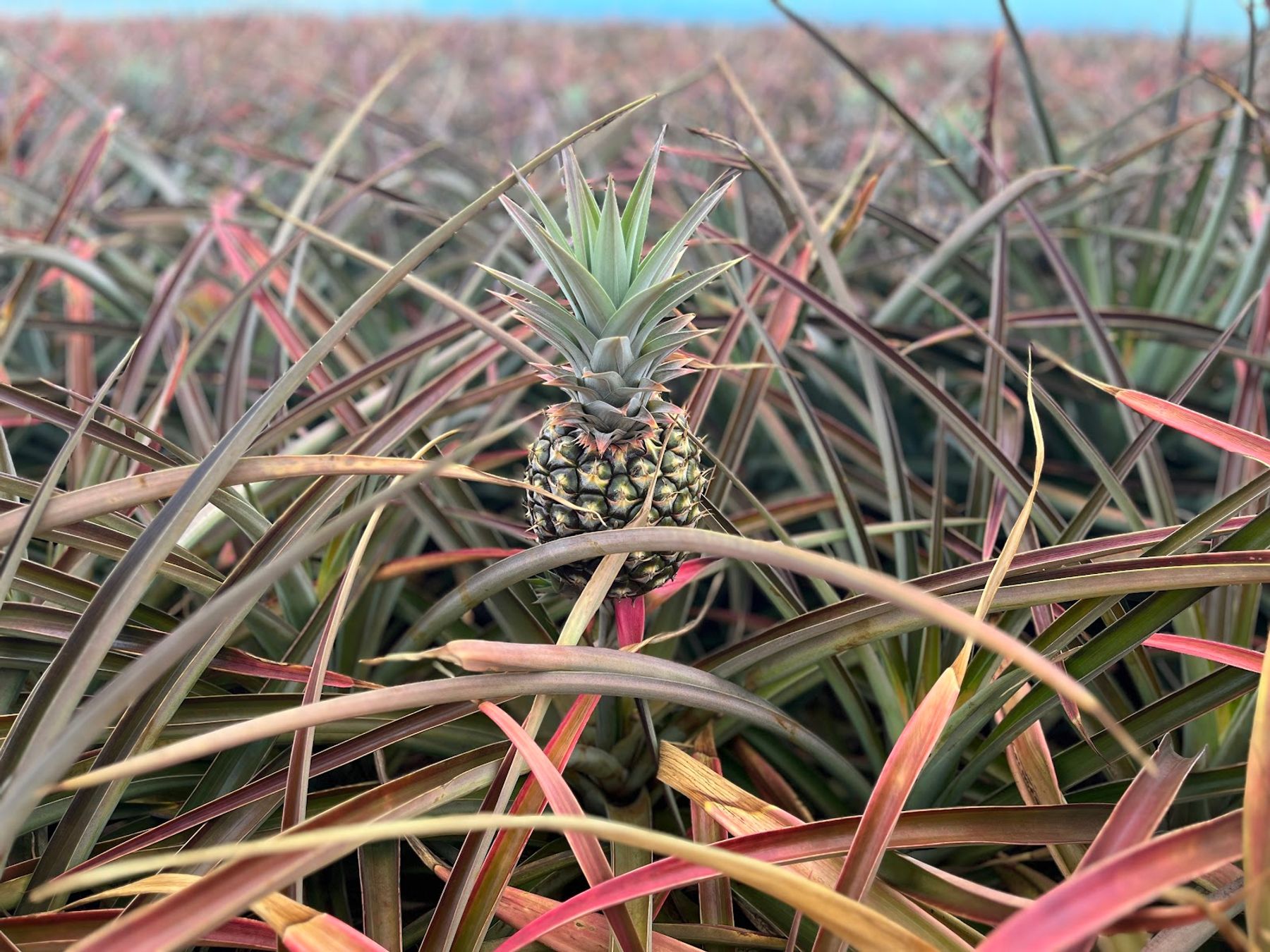 Photo 2 of Maui Pineapple Tour in Makawao & Pukalani, Maui
