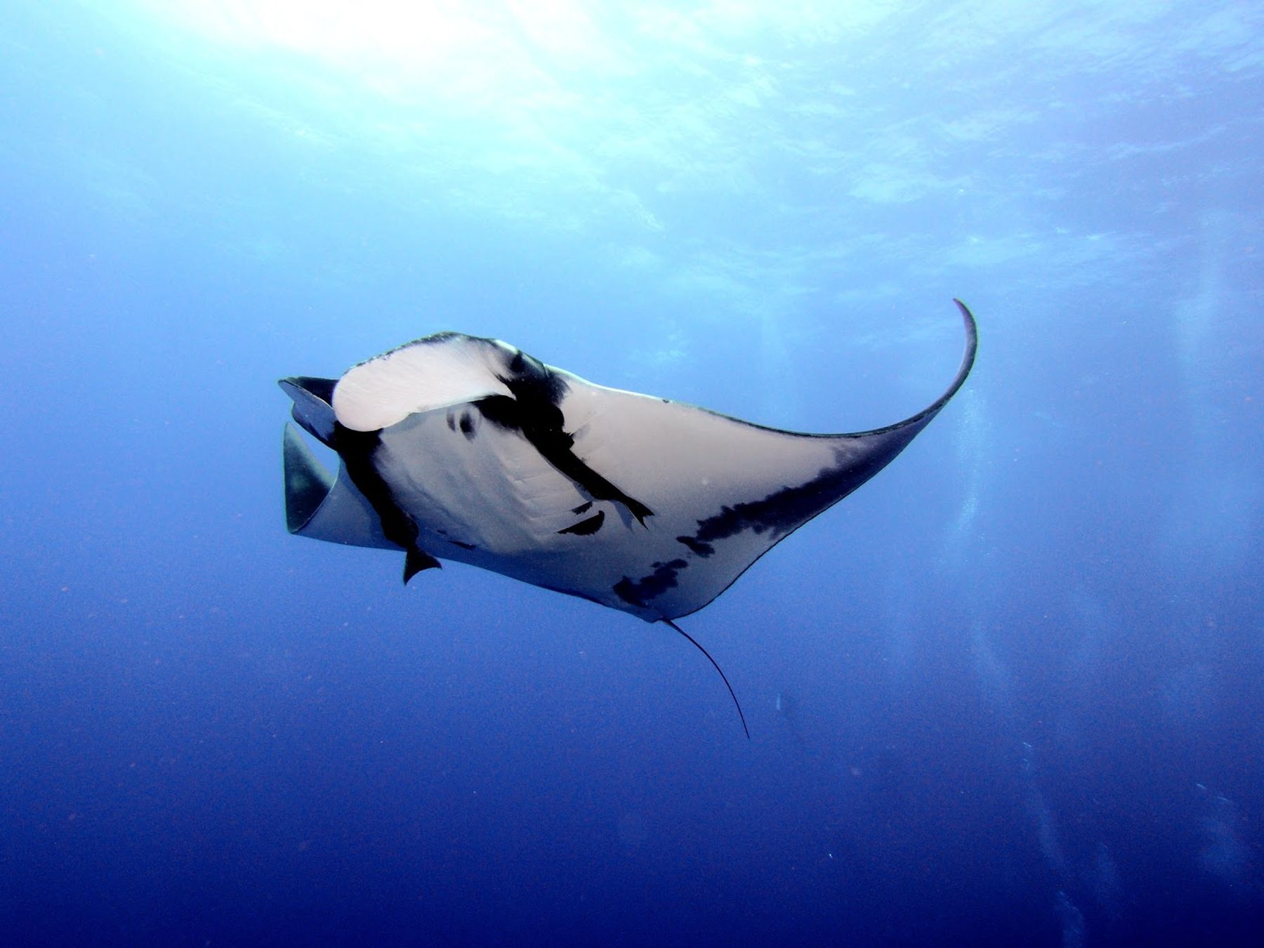 Photo 1 of Hawaii Oceanic in Kailua-Kona, Big Island