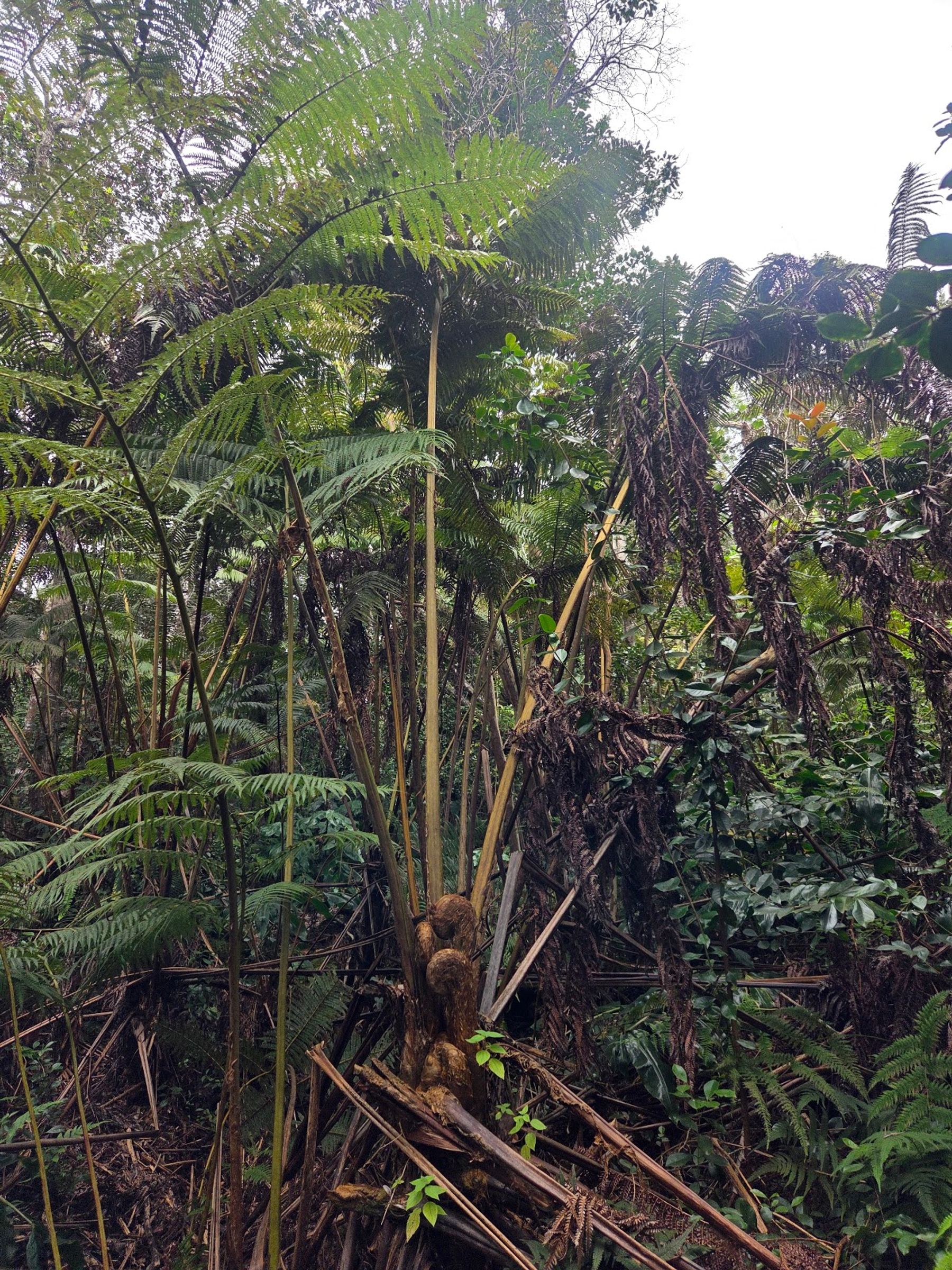 Photo 3 of Makaula 'O'oma Trail in Hōlualoa, Big Island