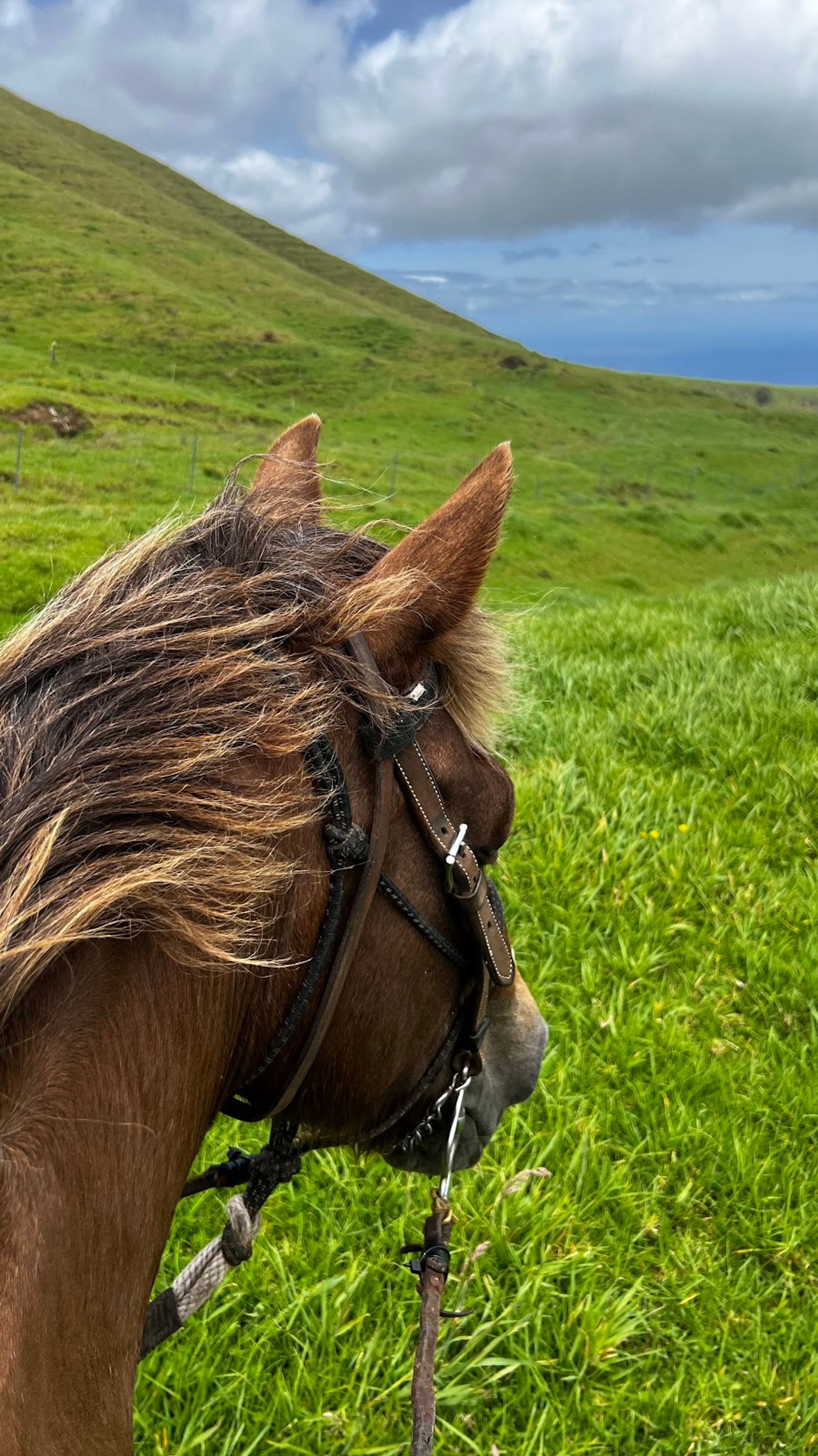 Photo 6 of Kohala Na'alapa Stables in Waimea, Big Island