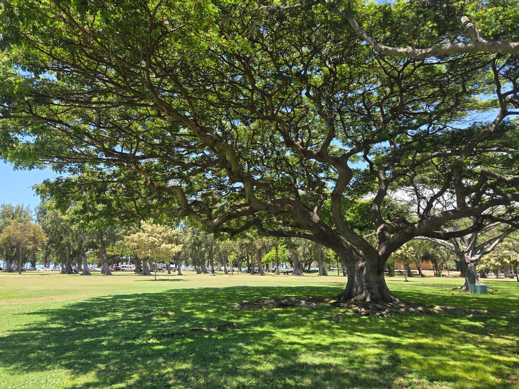 Photo 4 of Kapiʻolani Regional Park in Diamond Head & Kapahulu, Oahu