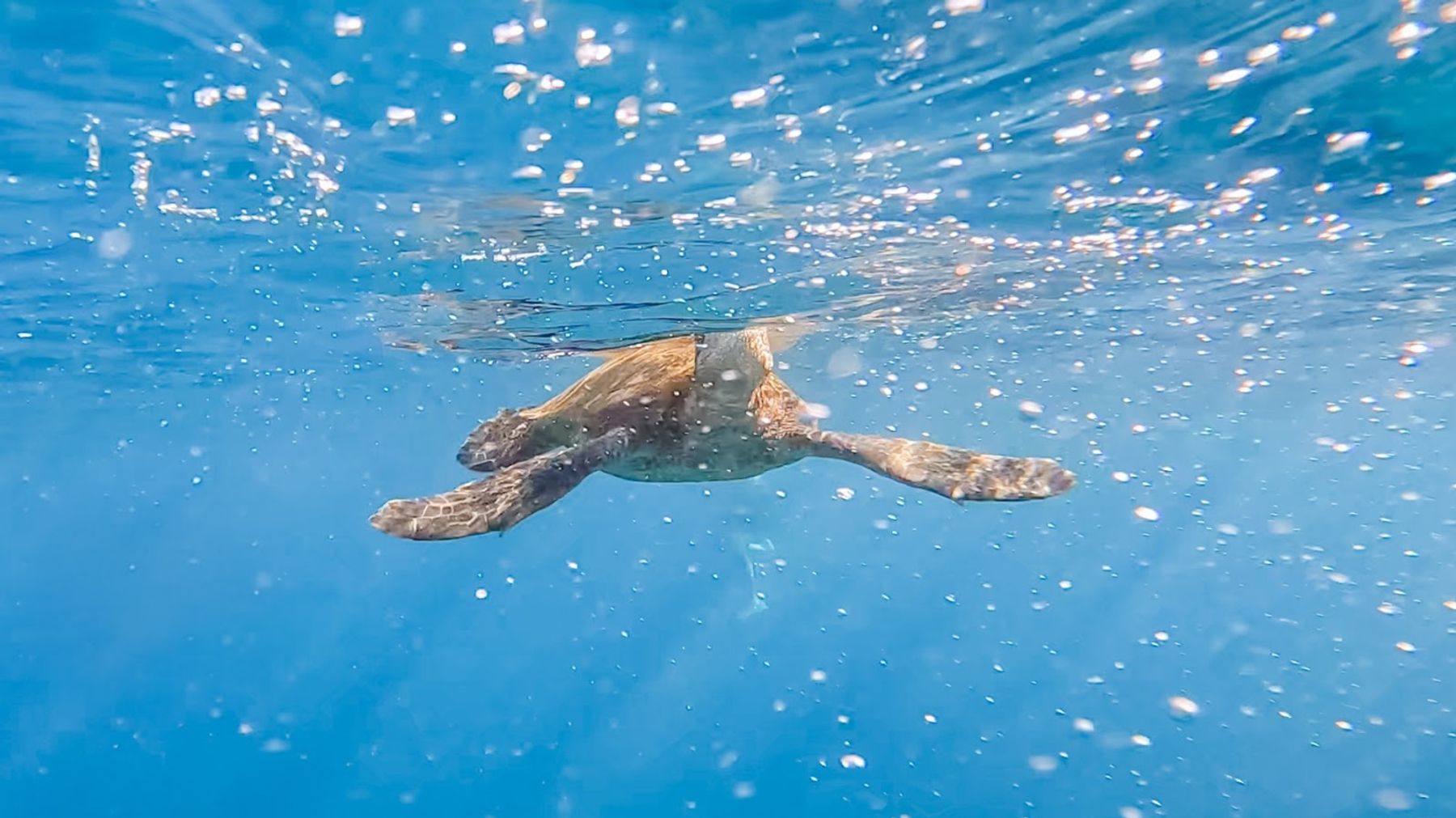 Photo 4 of Maui Snorkeling in Māʻalaea, Maui