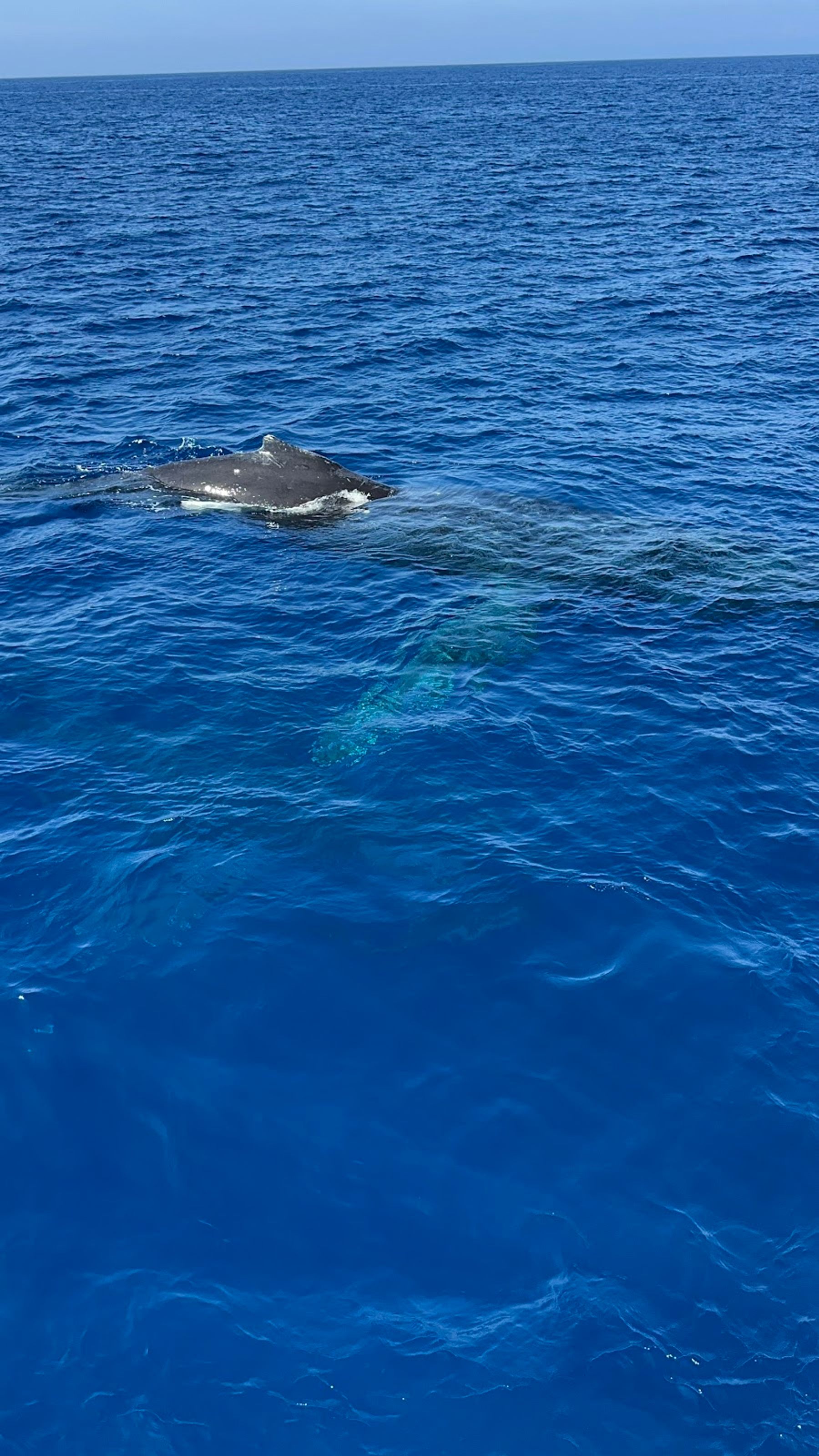 Photo 3 of Ocean Encounters in Kailua-Kona, Big Island