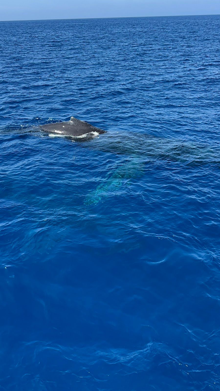 Photo 3 of Ocean Encounters in Kailua-Kona, Big Island