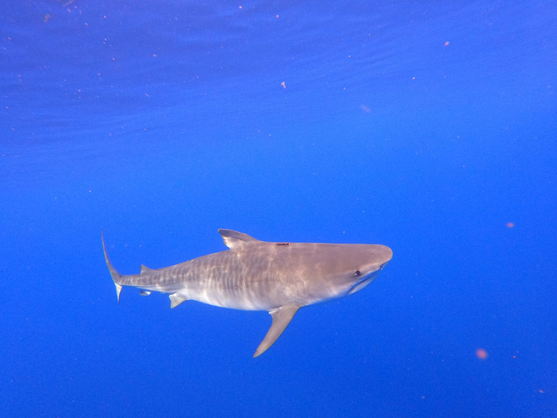 Photo 5 of Hawaii Shark Encounters in Haleʻiwa, Oahu