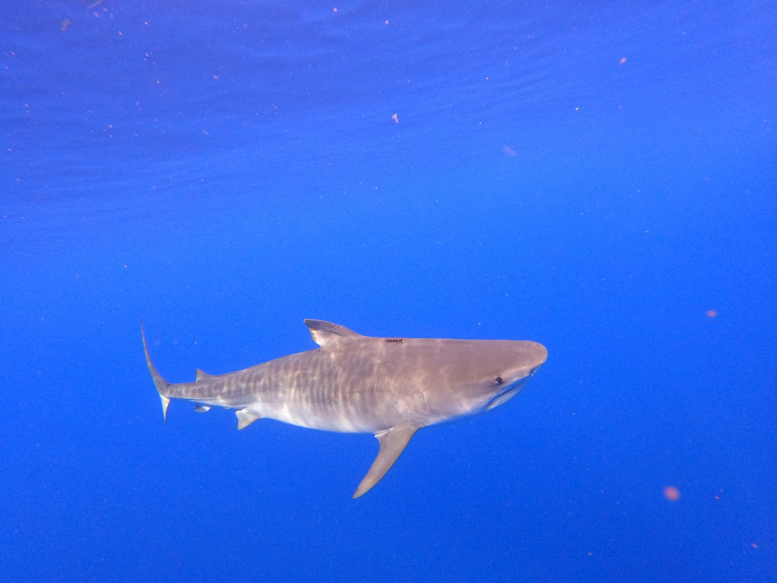 Photo 5 of Hawaii Shark Encounters in Haleʻiwa, Oahu