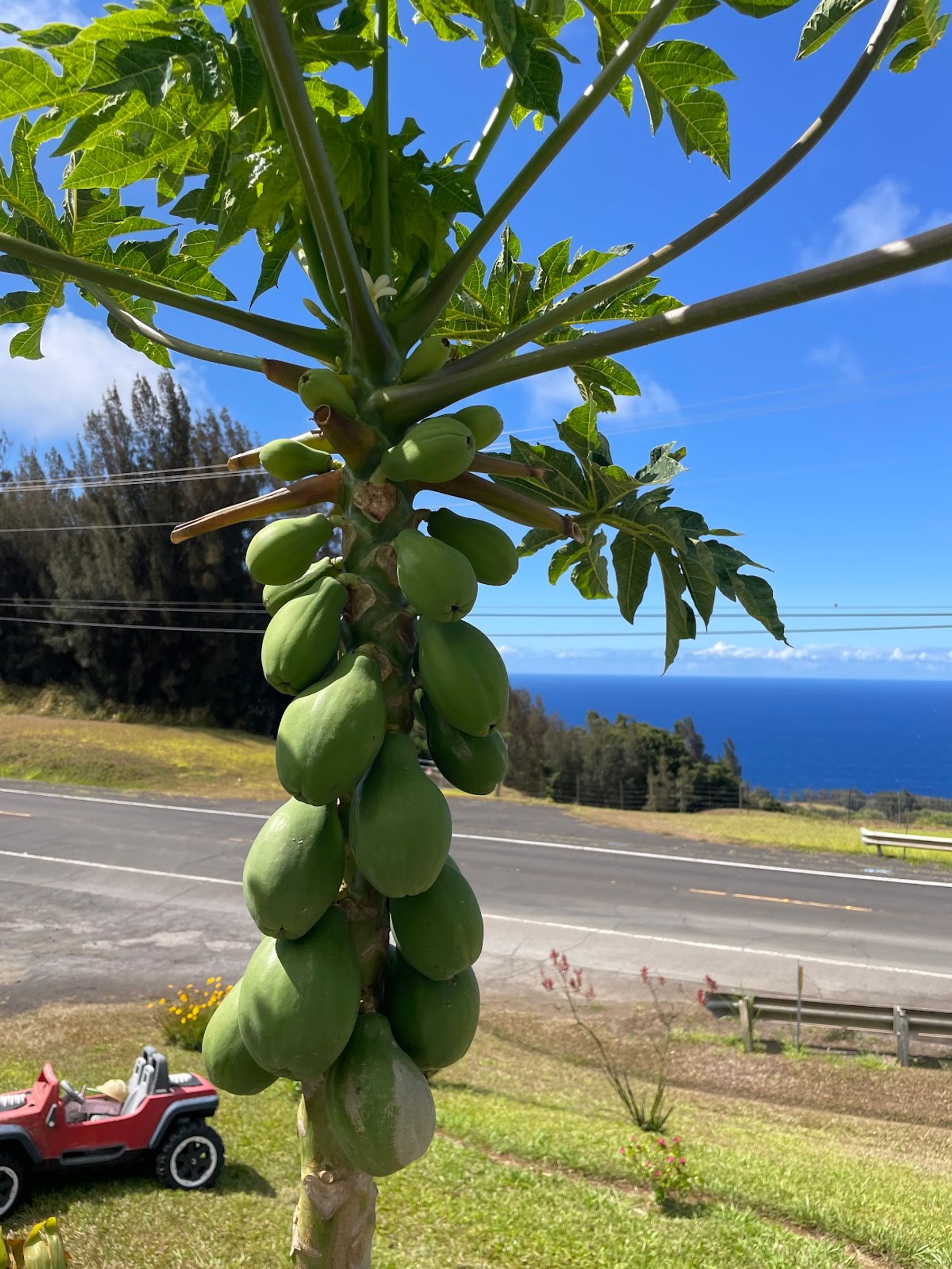 Photo 9 of Waipi'o Fruit Shack in Waipiʻo, Big Island