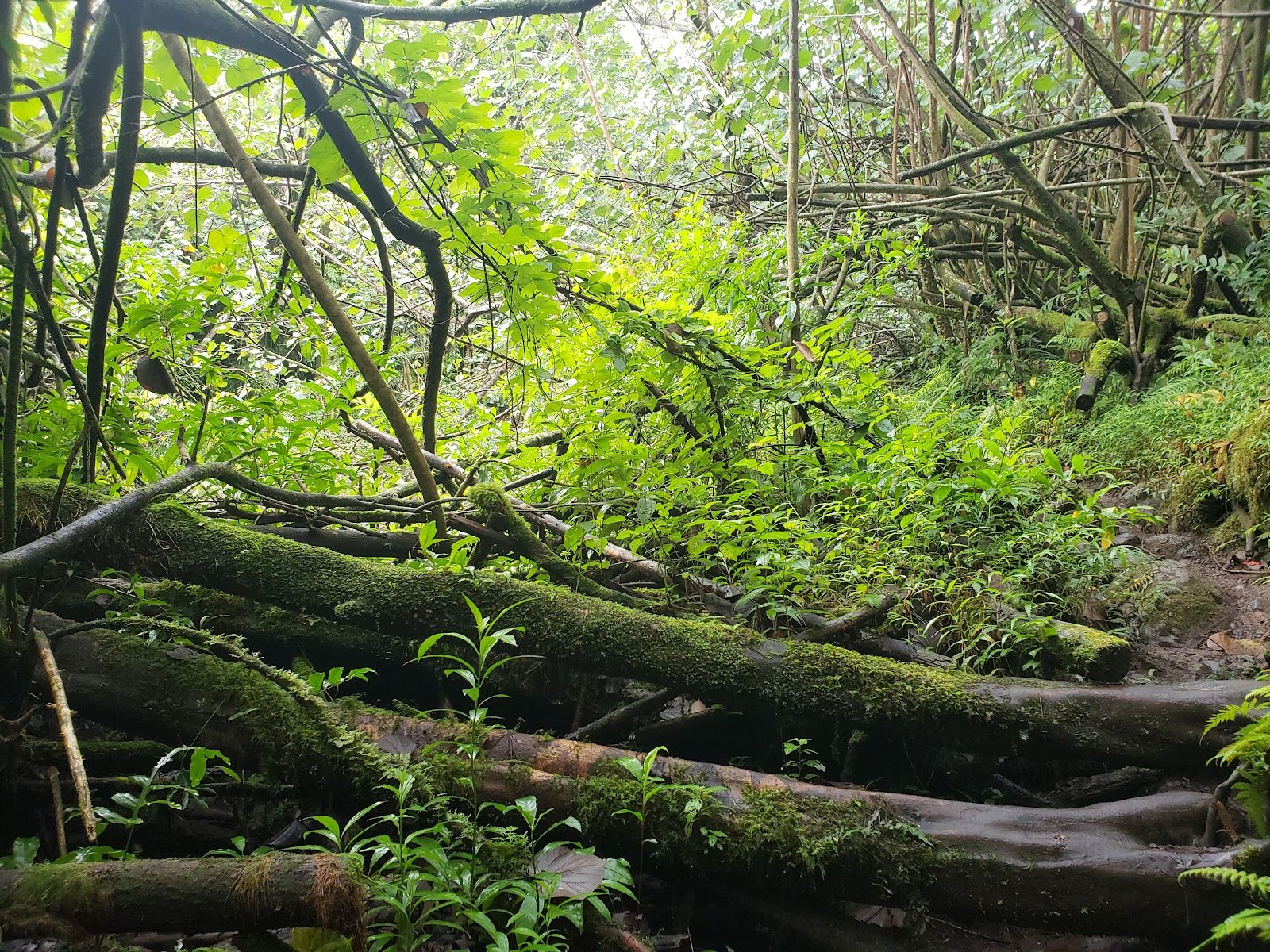 Makaleha Trailhead in Kapaʻa, Kaua‘i photo 3