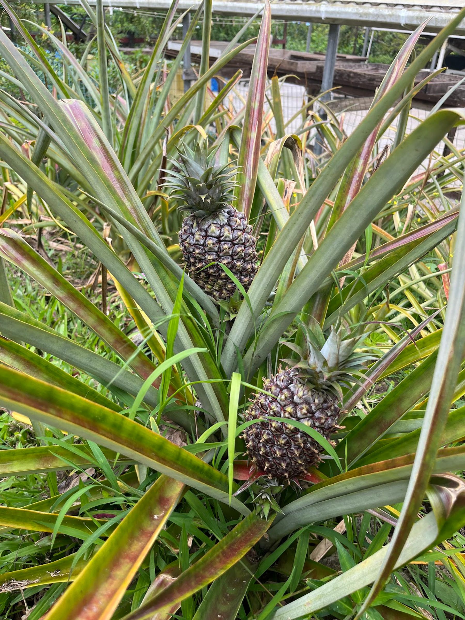 Photo 2 of Kuaiwi Farm in South Kona, Big Island