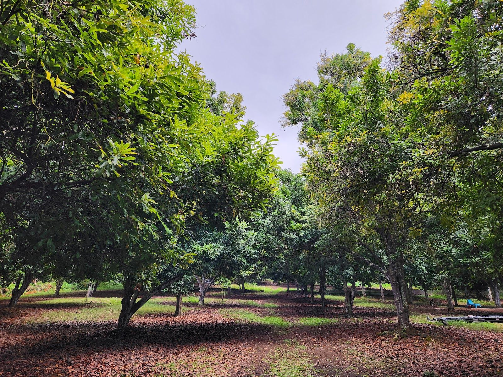 Photo 6 of JoesNuts Macadamia Farm in South Kona, Big Island