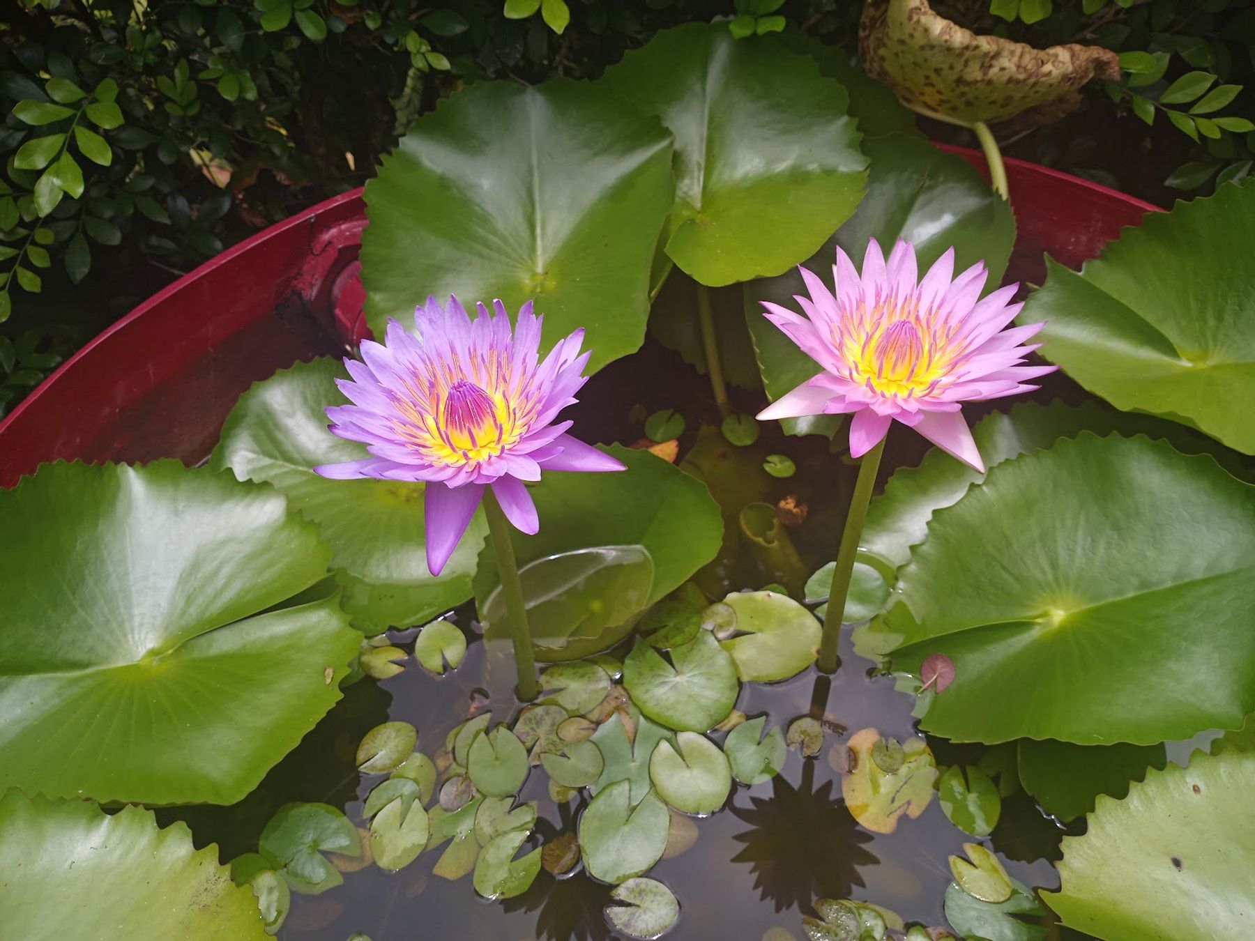 Na 'Aina Kai Botanical Gardens & Sculpture Park in Kīlauea, Kaua‘i