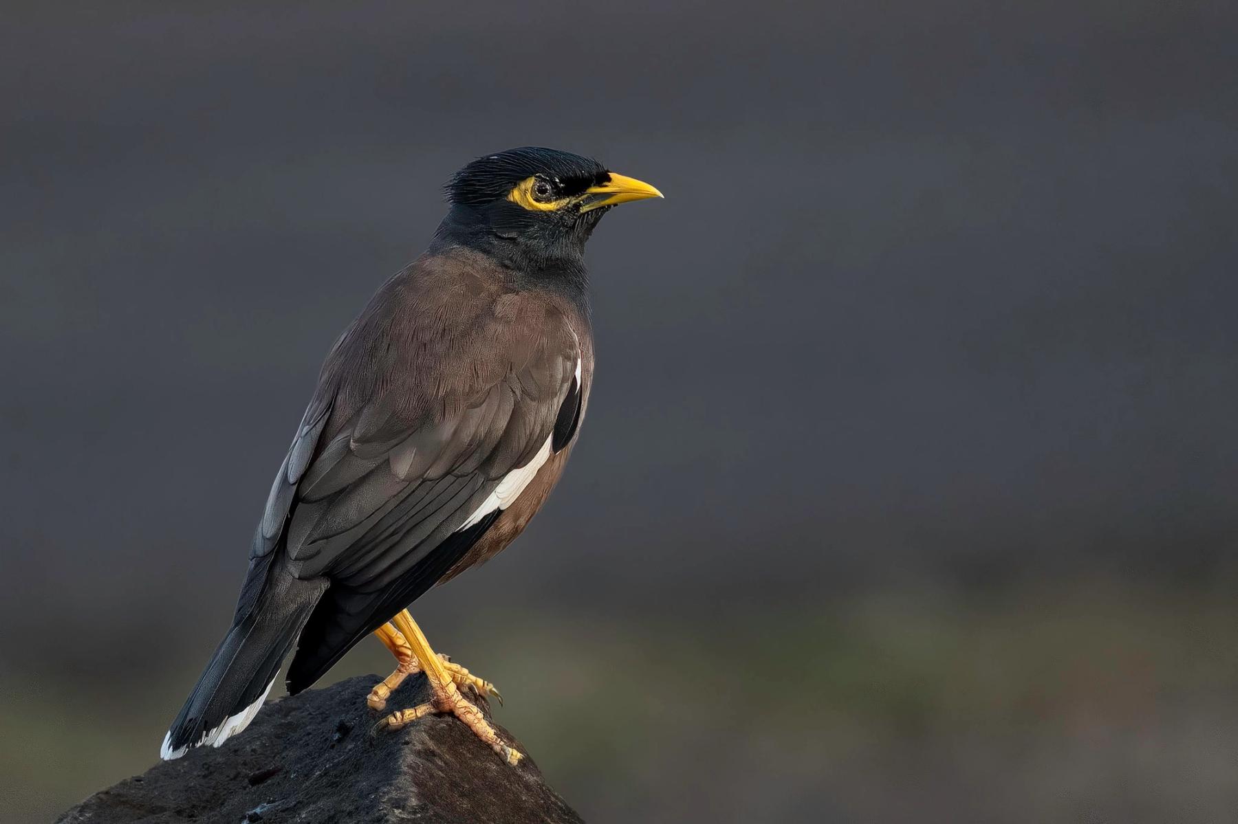 Common myna perched on a dark rock, shown in side profile with yellow bill and eye patch against a soft blurred background.