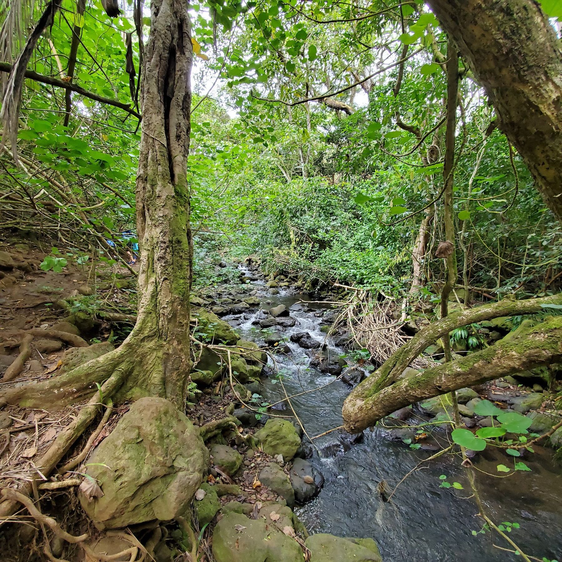 Photo 7 of Maunawili Falls Trail in Kailua & Lanikai, Oahu