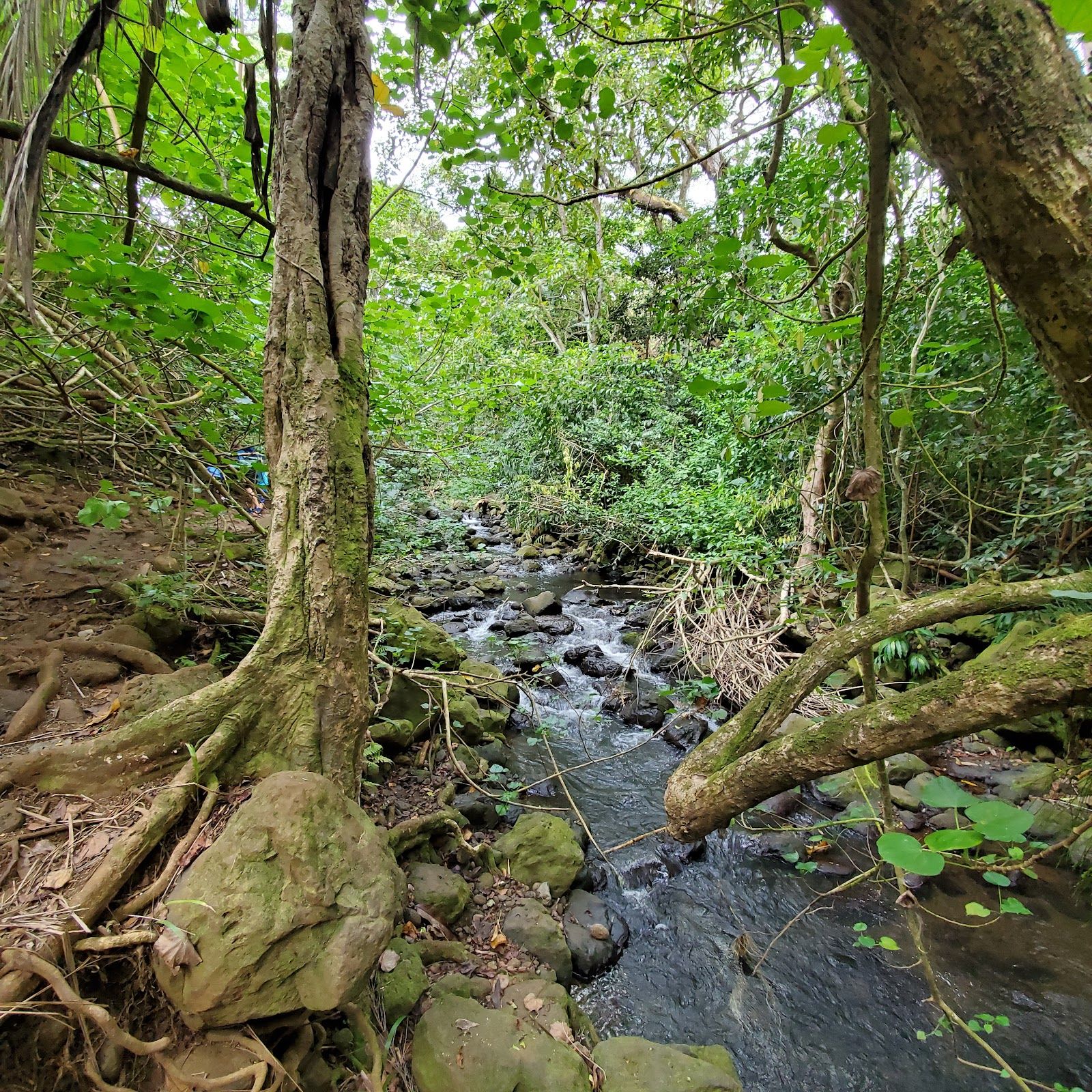 Photo 7 of Maunawili Falls Trail in Kailua & Lanikai, Oahu