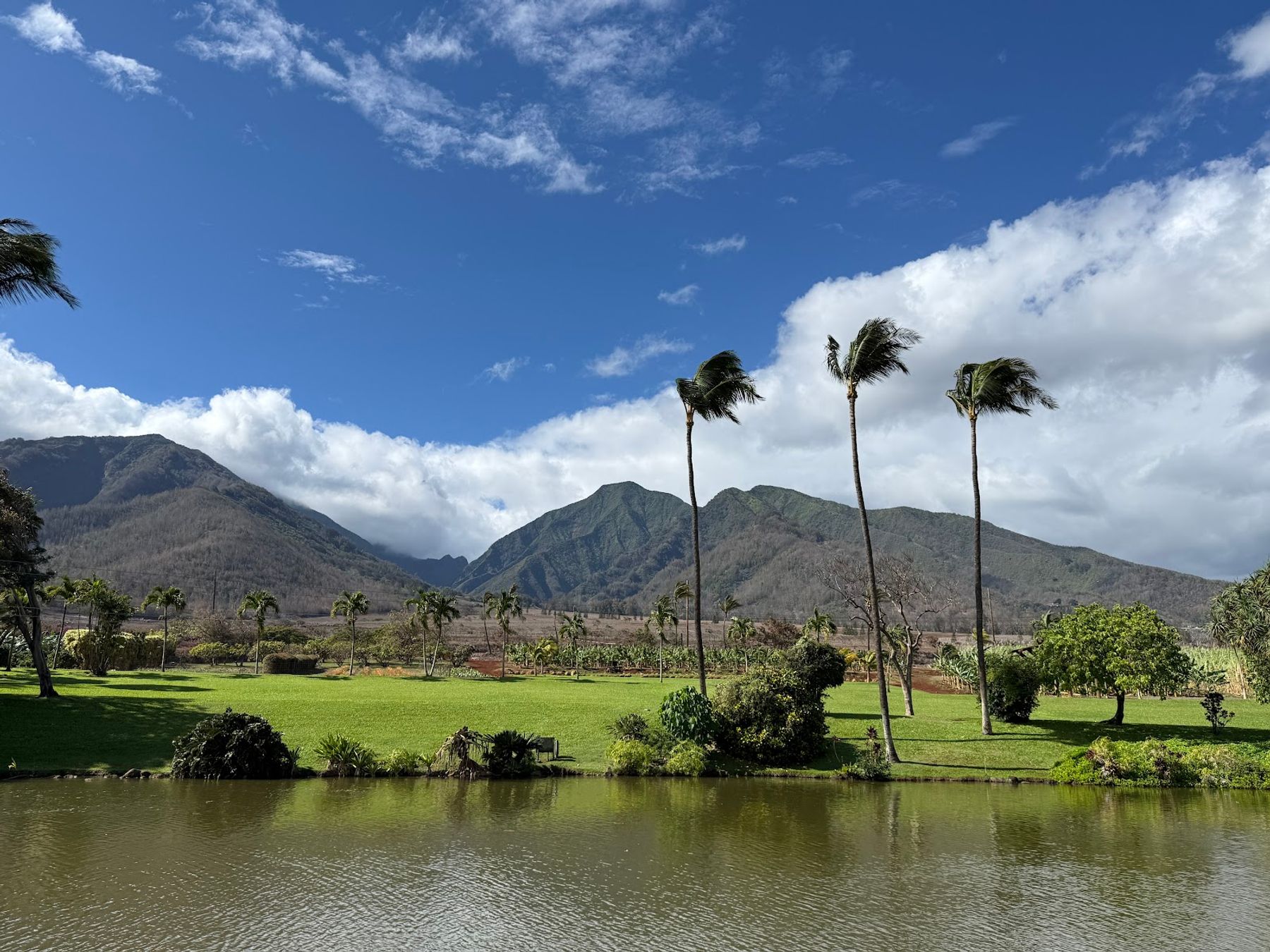 Photo 5 of Cafe O'Lei at the Plantation in Wailuku, Maui