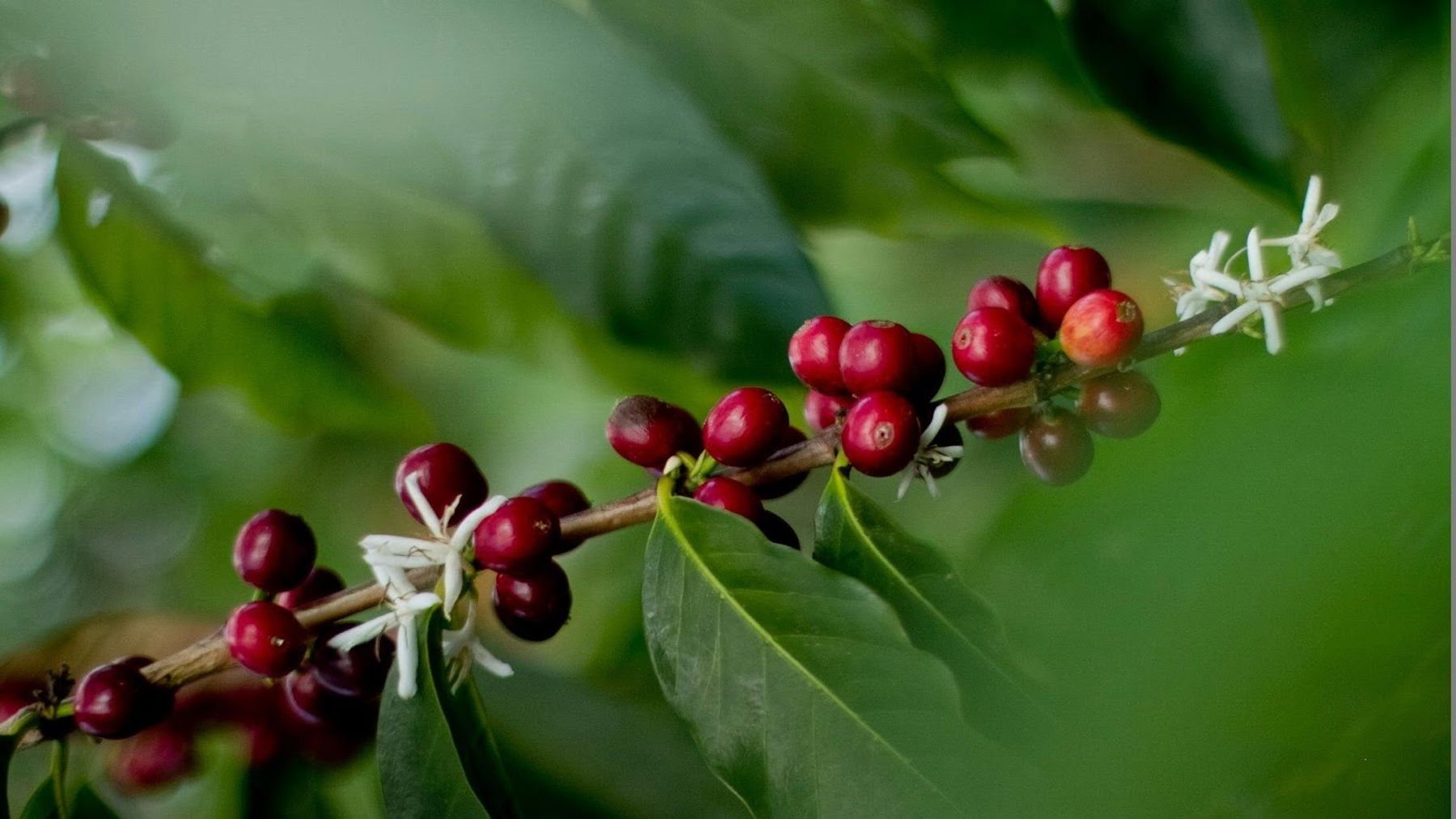 Photo 1 of Kona Farm Direct Coffee in Hōlualoa, Big Island