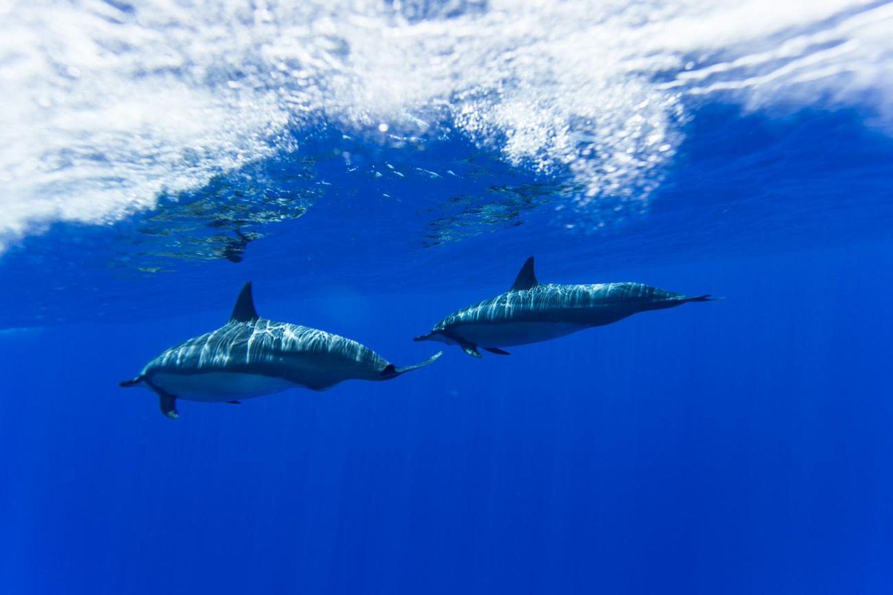 Photo 6 of Ultimate Whale Watch & Snorkel in Lāhainā, Maui