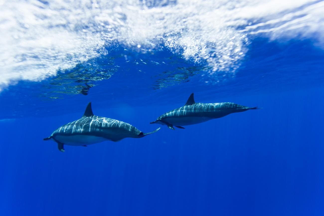 Photo 6 of Ultimate Whale Watch & Snorkel in Lāhainā, Maui