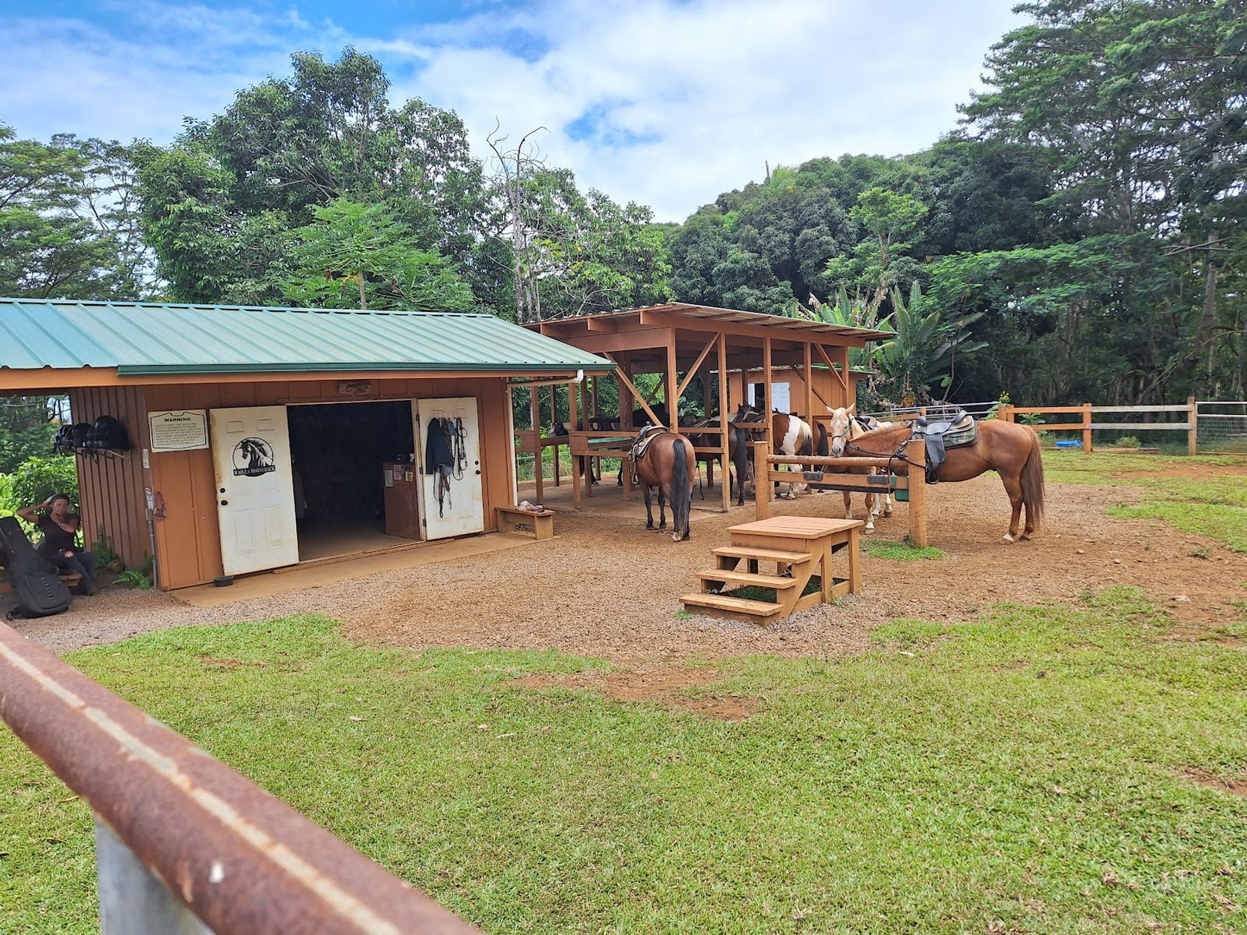 Photo 6 of Wailea Horseback Adventure - Waipio Ridge Stables LLC in Greater Hilo, Big Island